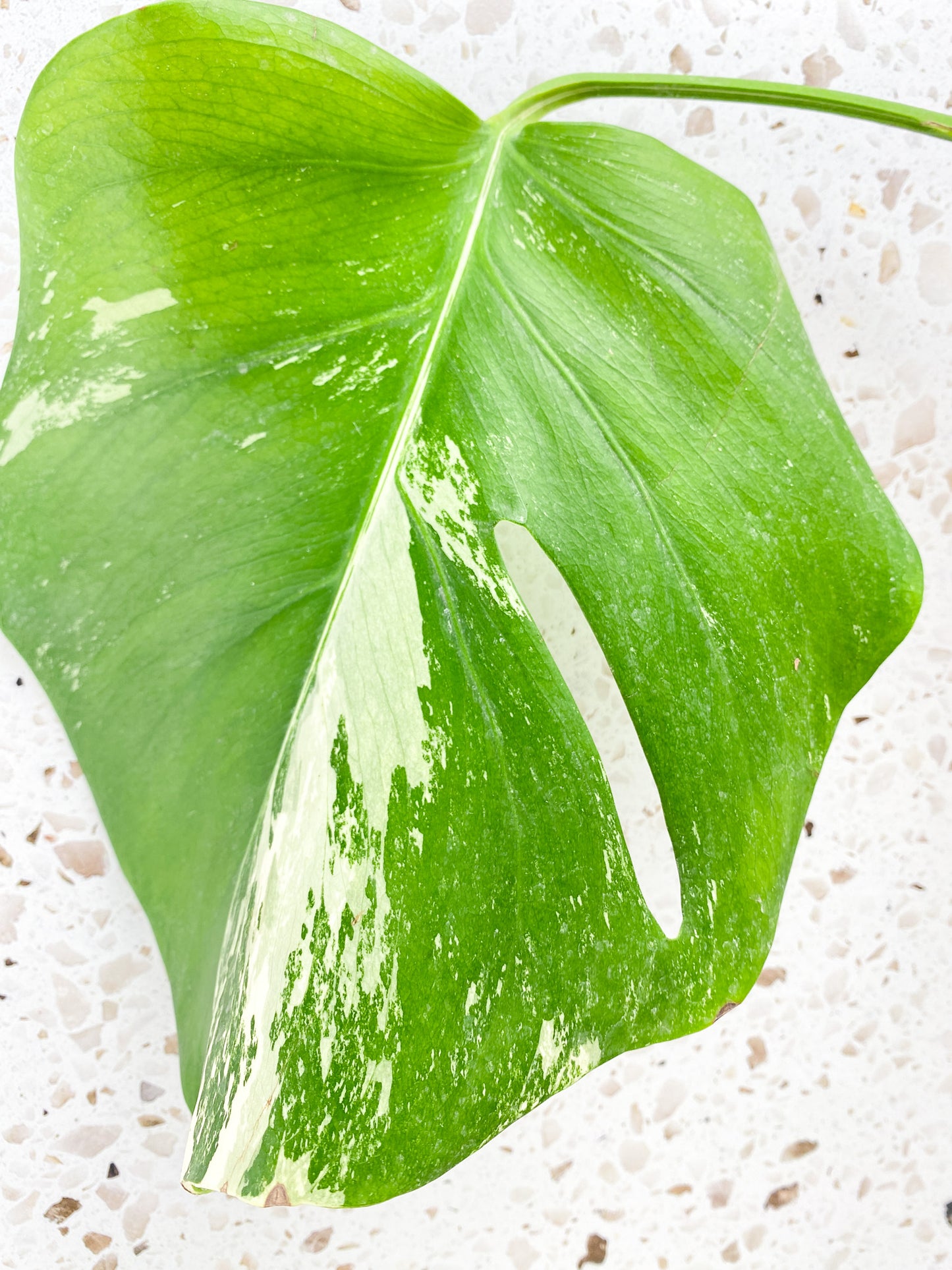 Monstera Albo Variegated 1 leaf 1 sprout