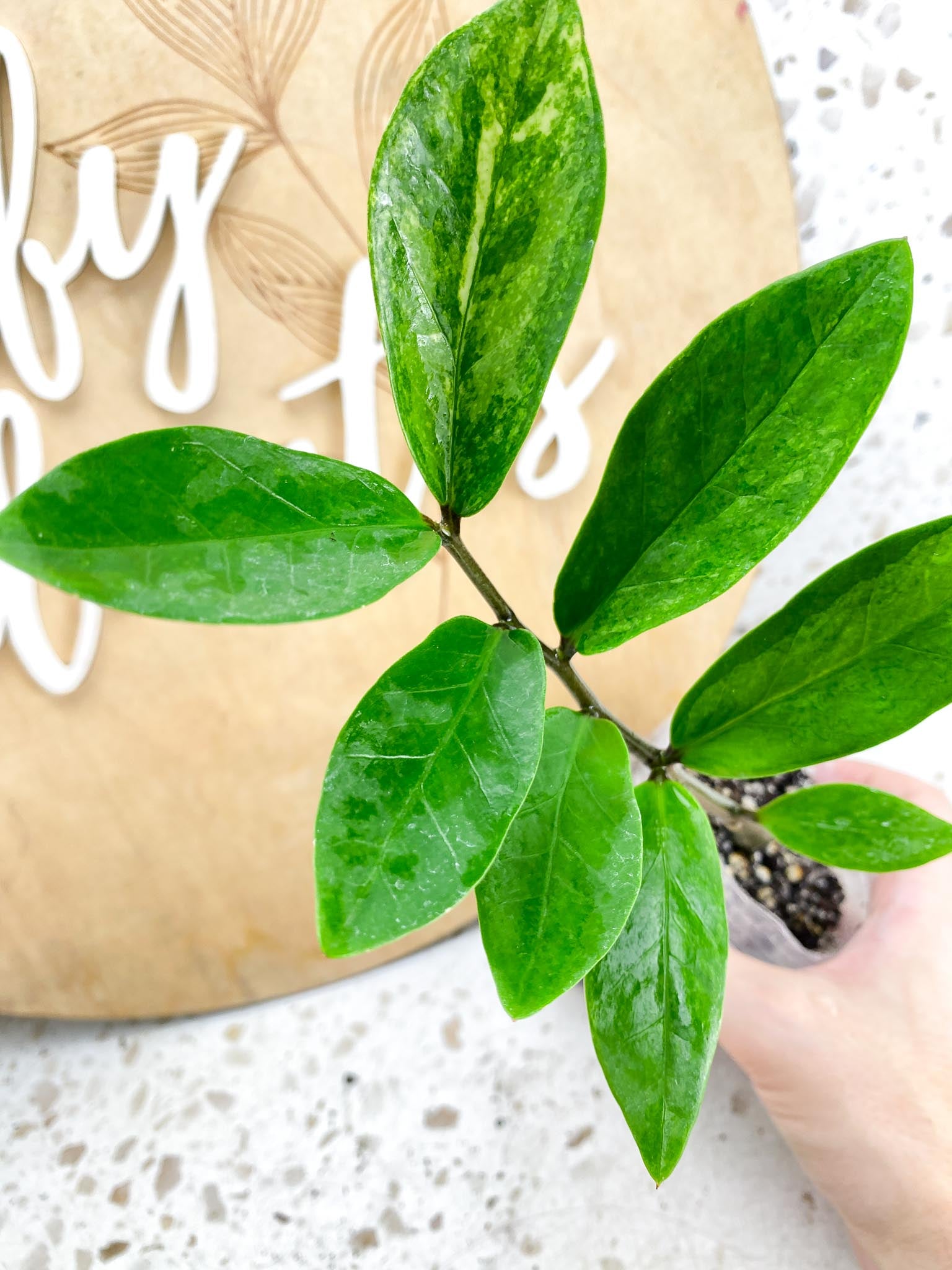 Variegated zz plant Rooted