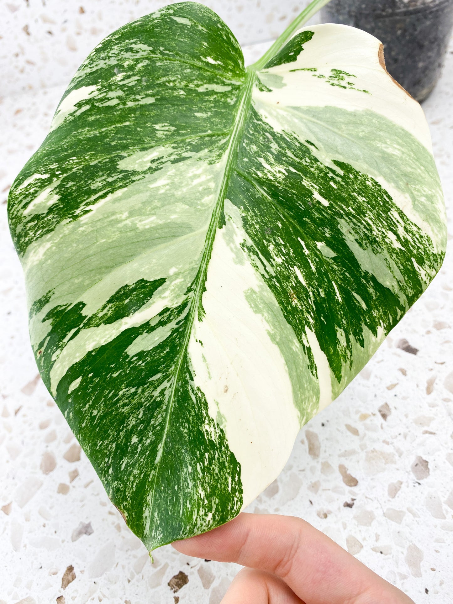 Monstera Albo White Tiger 1 leaf