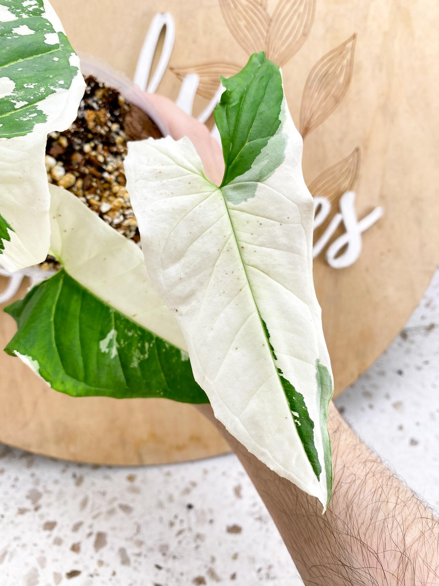 Syngonium Batik Variegated 3 leaves Highly Variegated Rooted