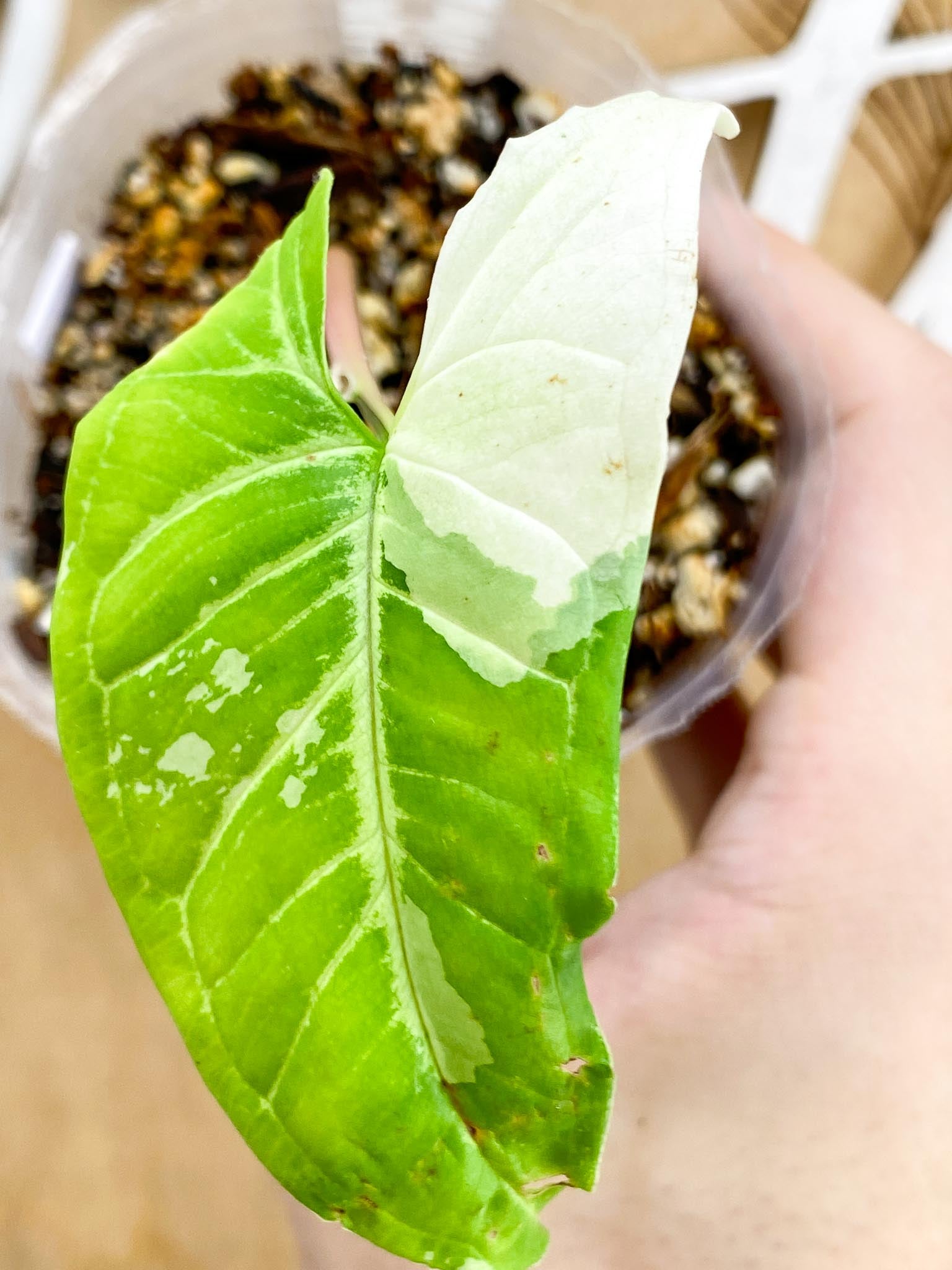 Syngonium Batik Variegated 1 leaf 1 growing bud