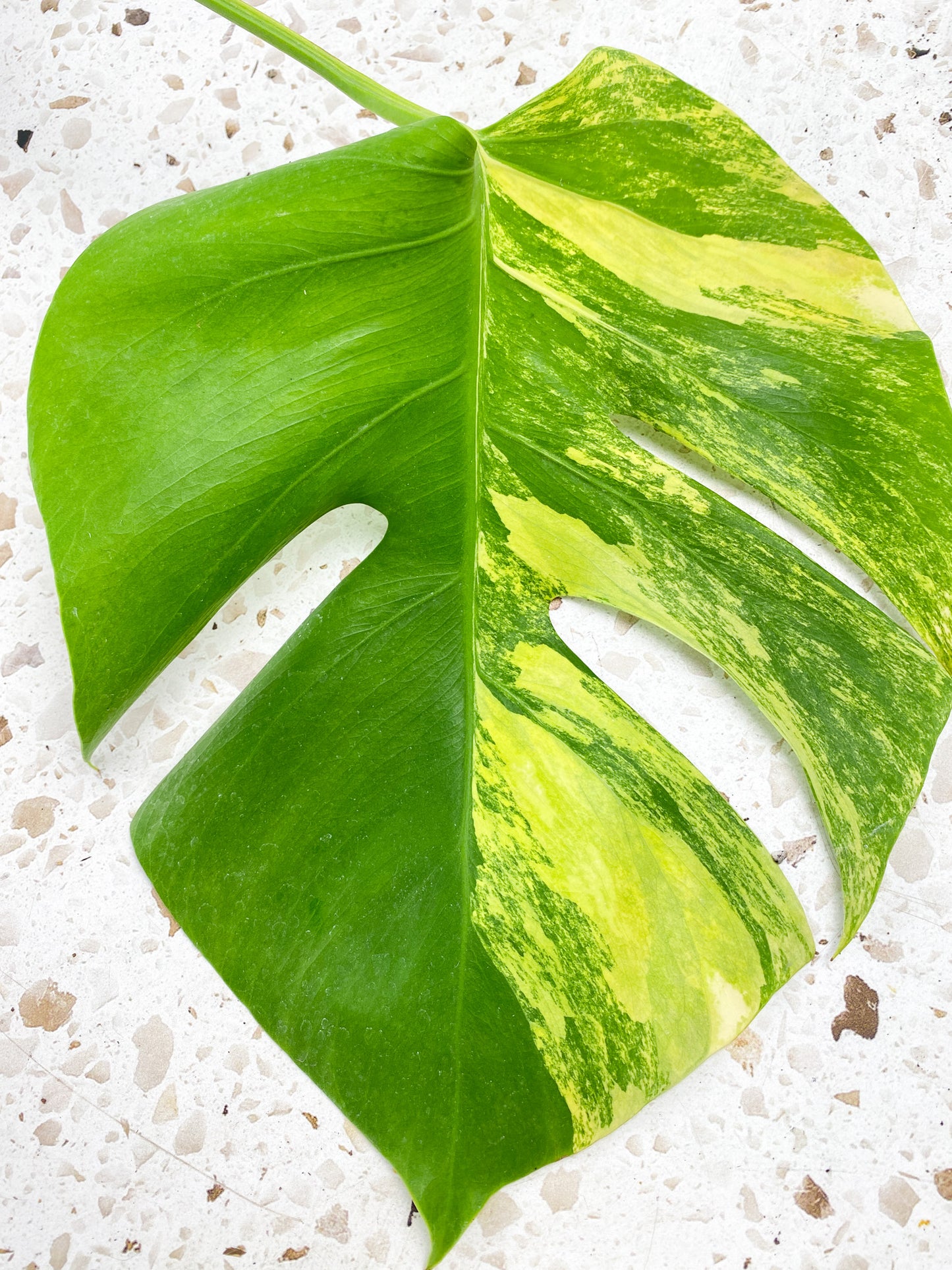 Monstera Aurea Tricolor 1 leaf 1 sprout