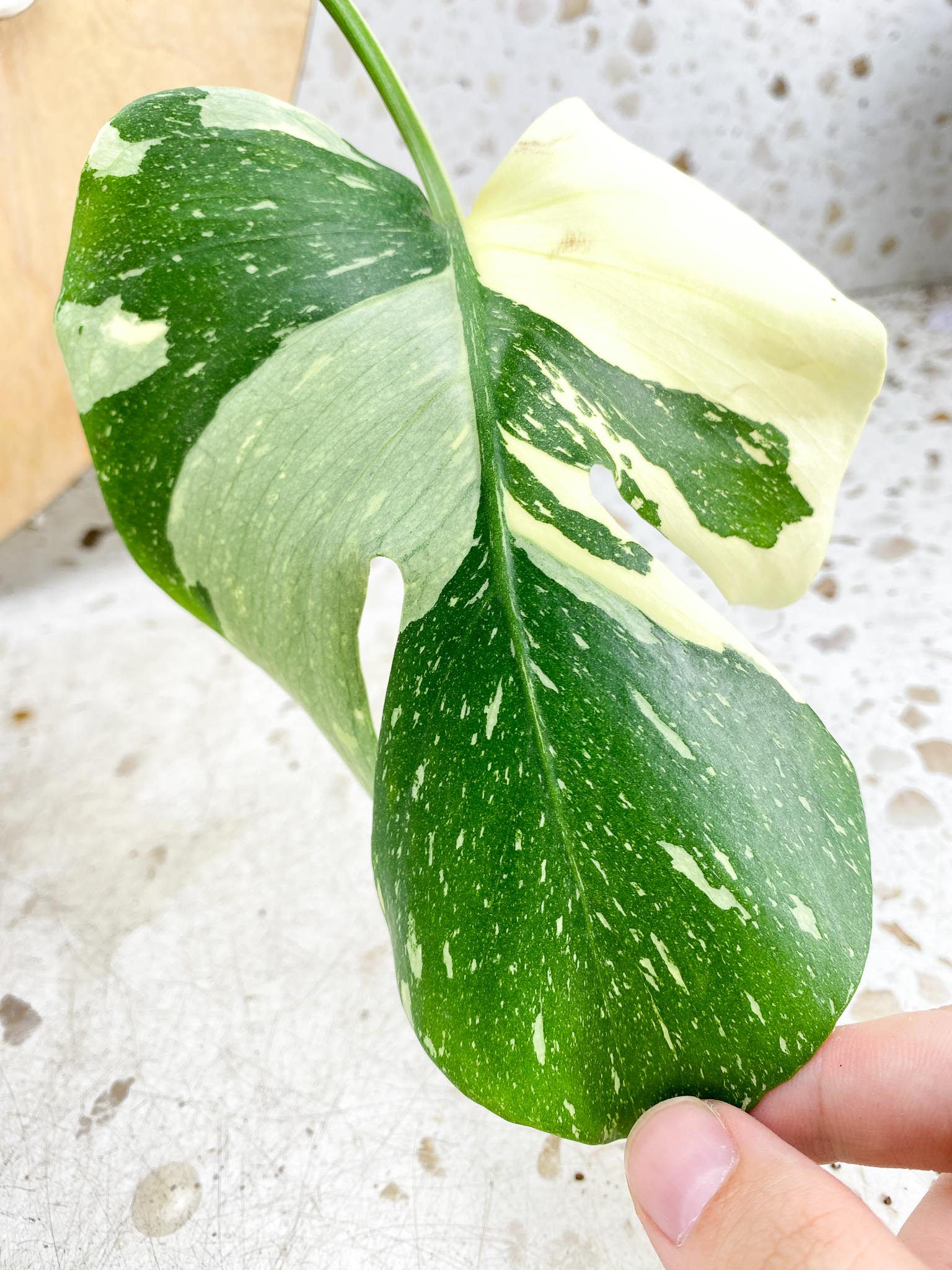 Monstera Thai Constellation 3 leaf top cutting (rooting)