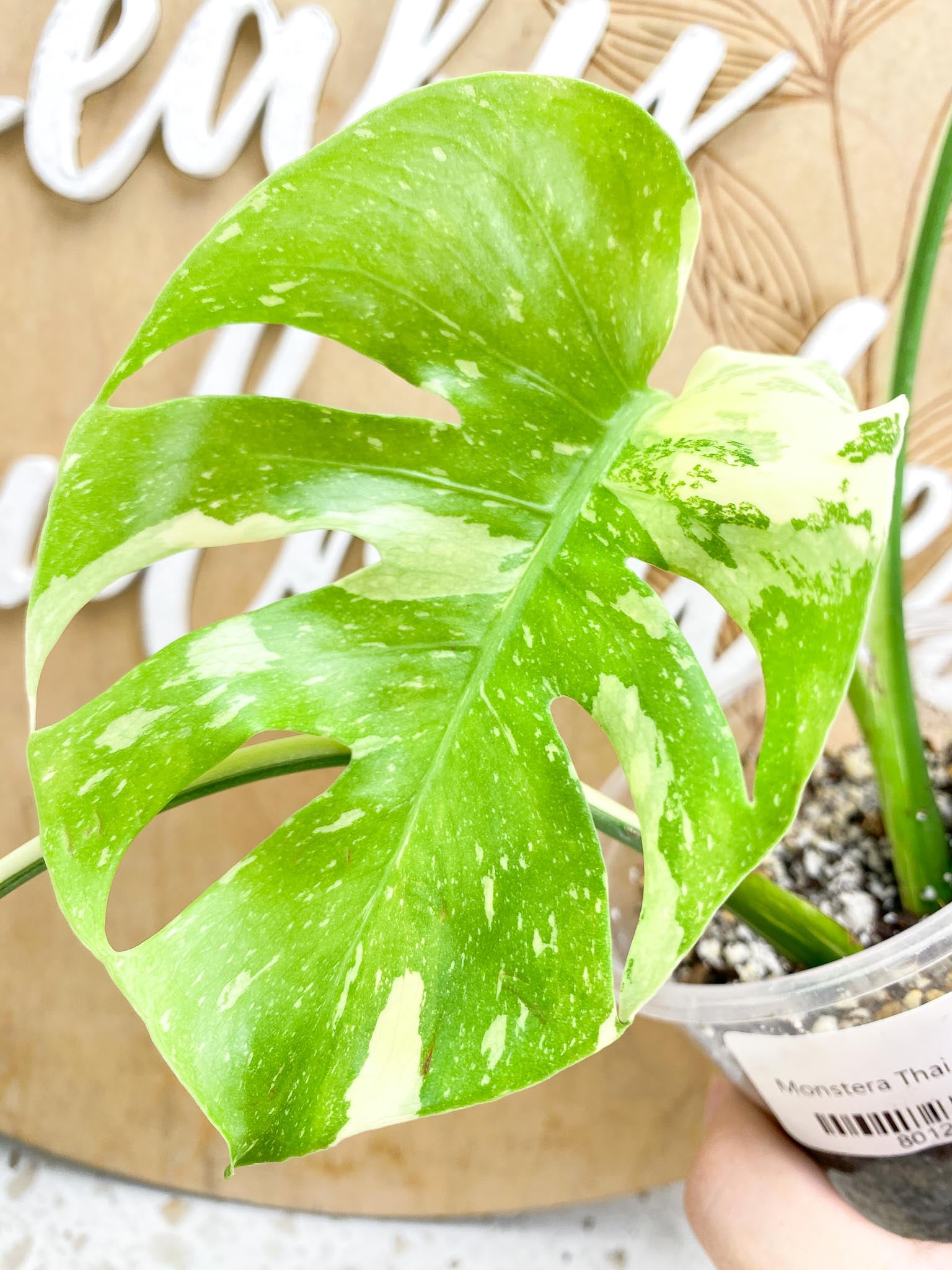 Monstera Thai Constellation 3 leaf top cutting (rooting)