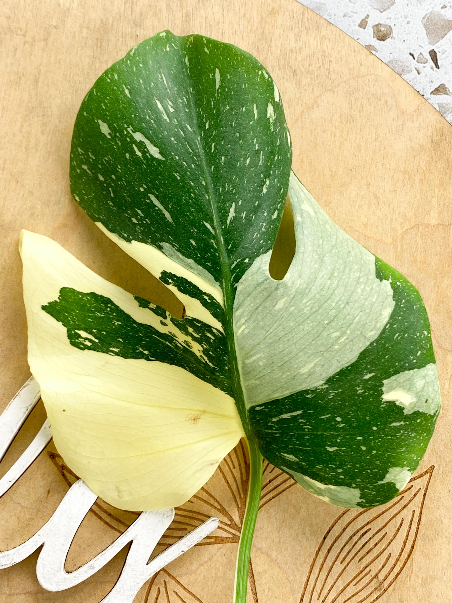 Monstera Thai Constellation 3 leaf top cutting (rooting)