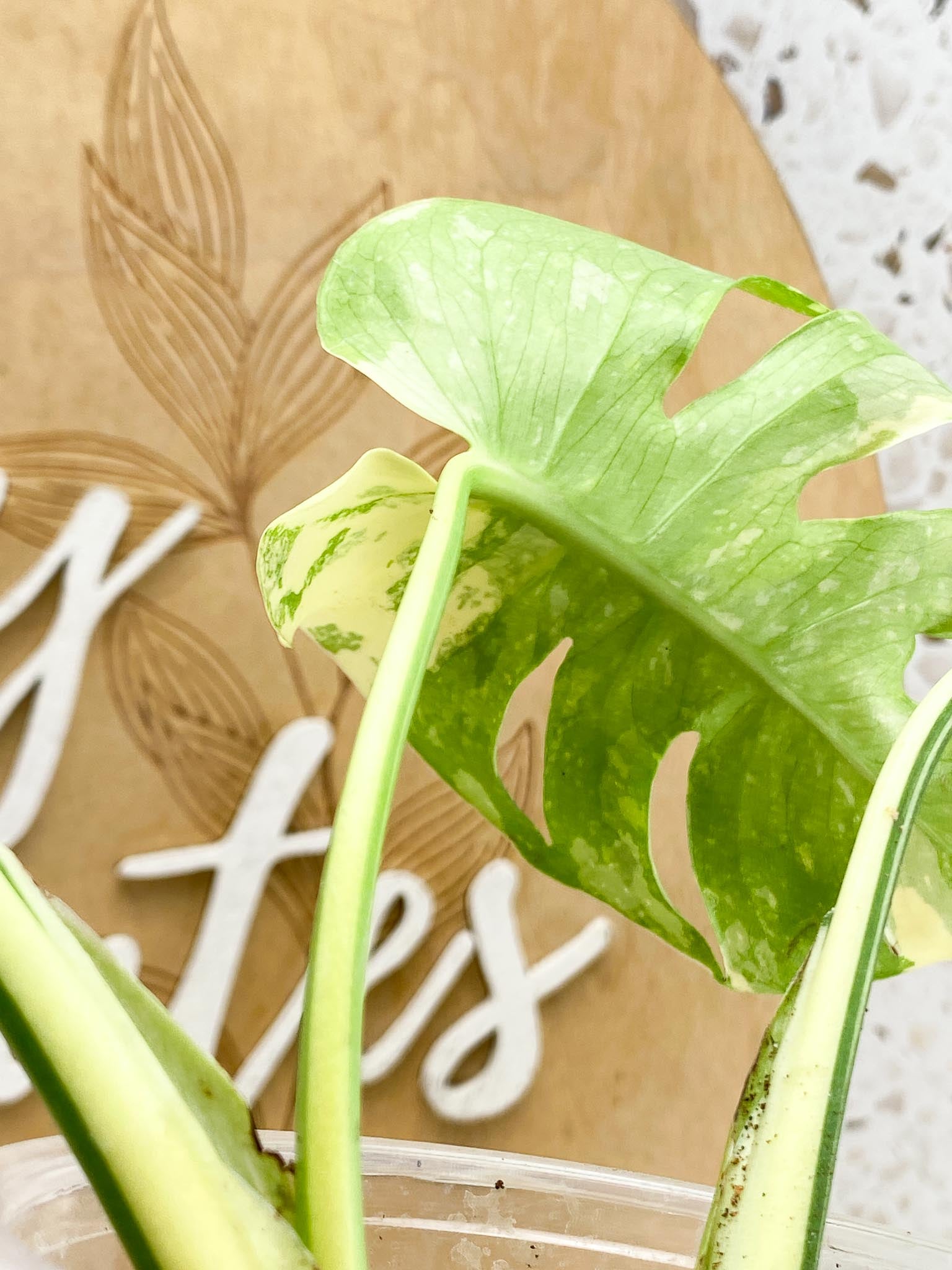 Monstera Thai Constellation 3 leaf top cutting (rooting)