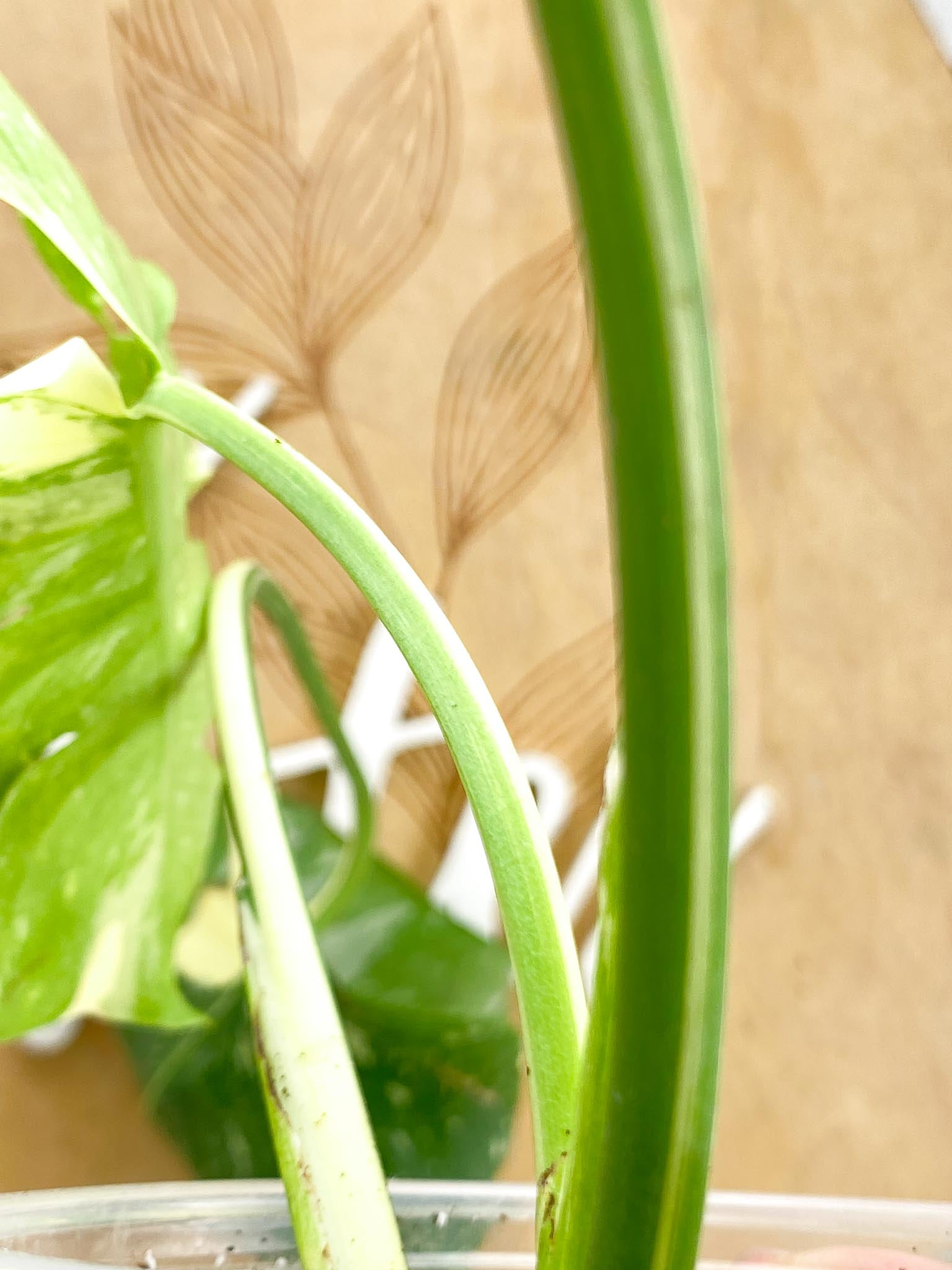 Monstera Thai Constellation 3 leaf top cutting (rooting)