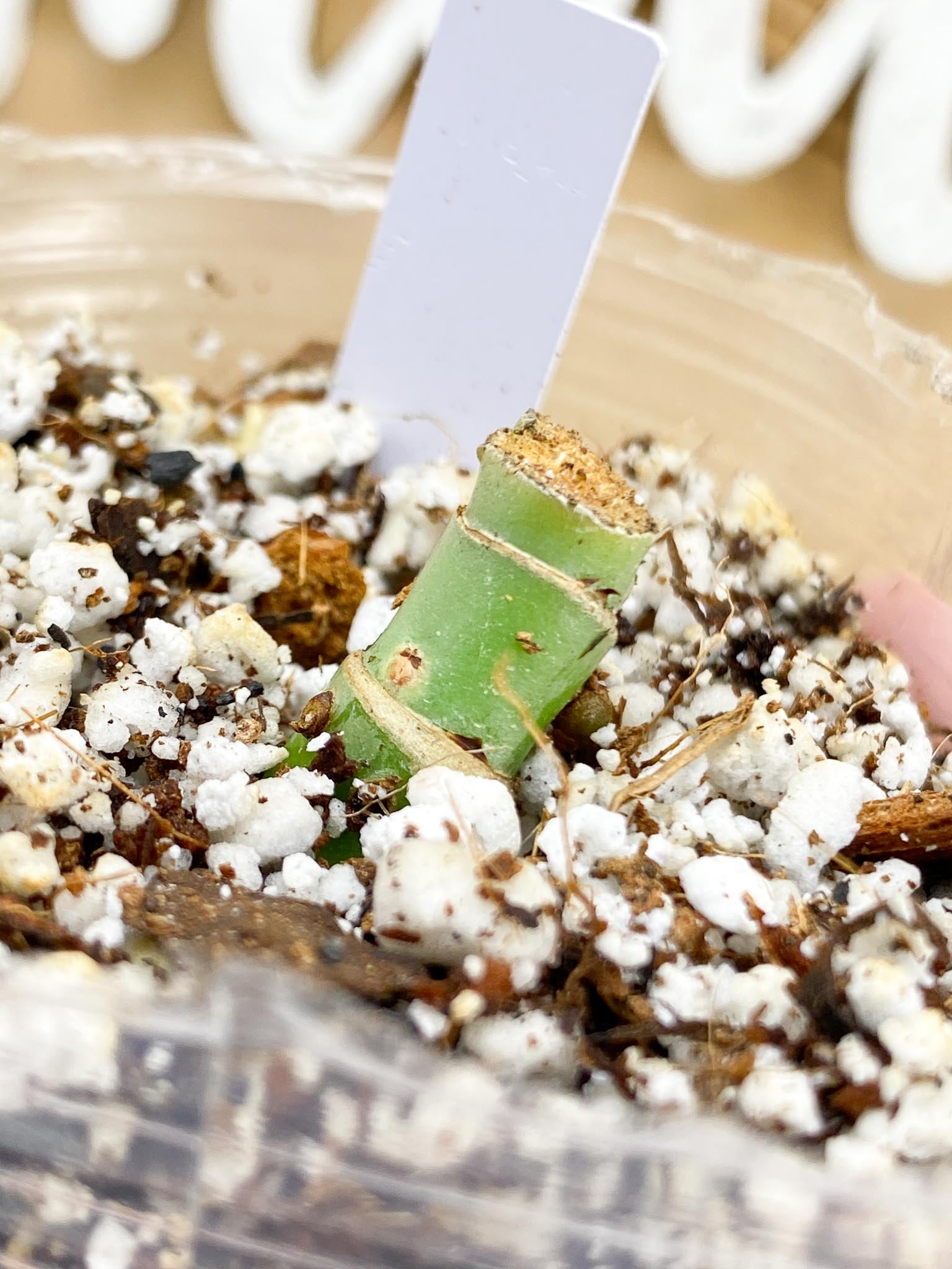 Thaumatophyllum Radiatum Variegated multiple nodes (rooting)