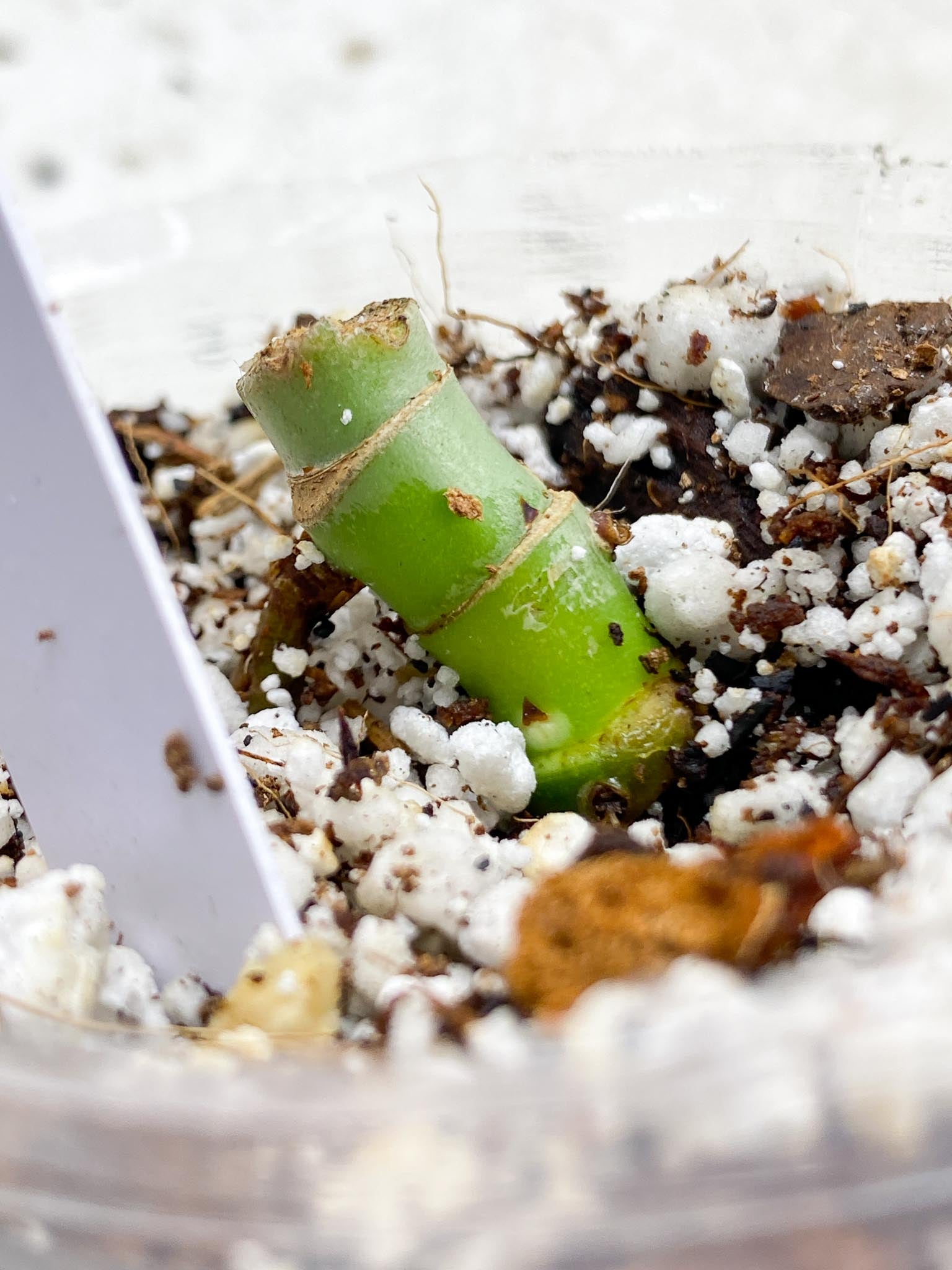 Thaumatophyllum Radiatum Variegated multiple nodes (rooting)