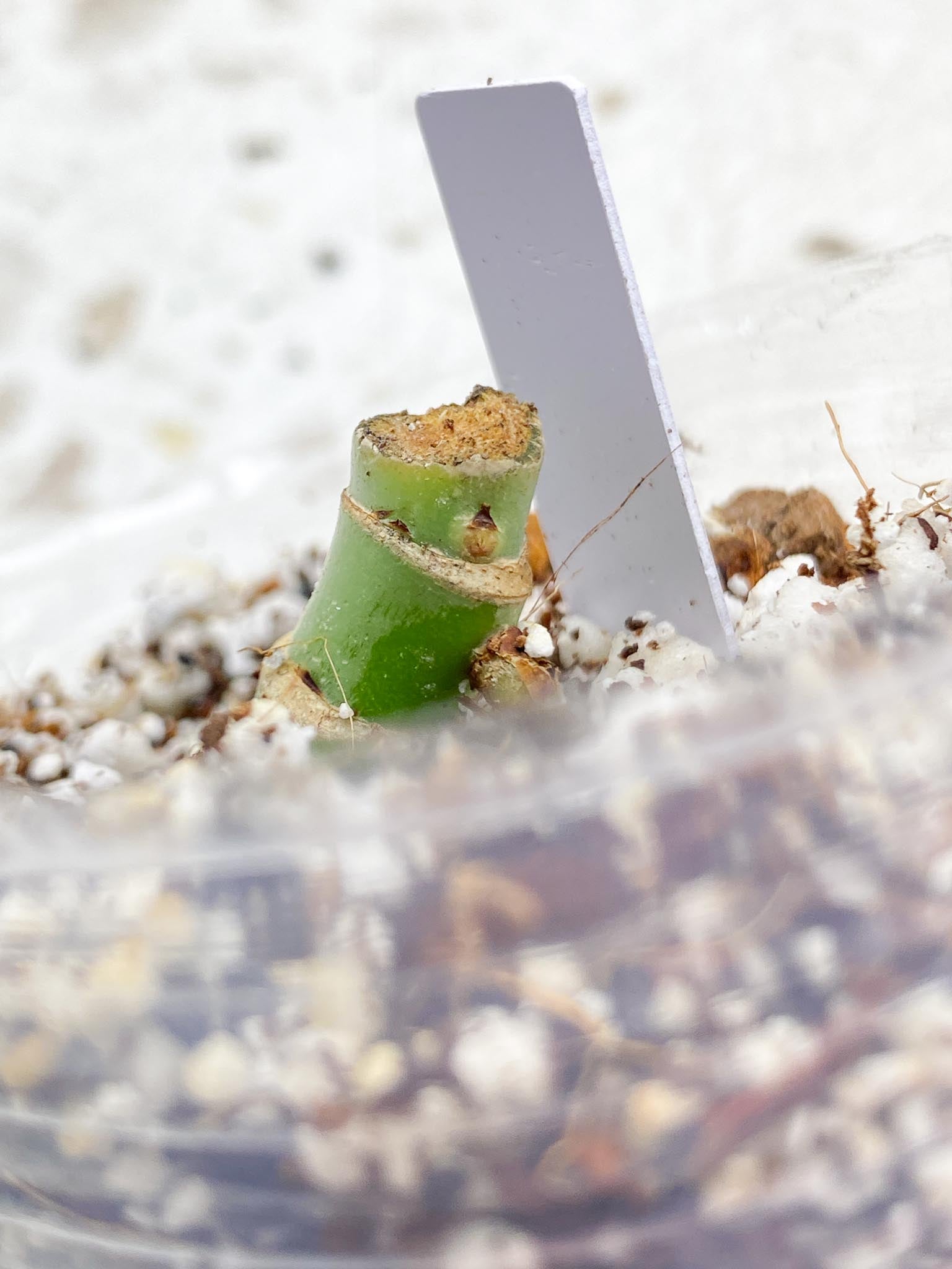 Thaumatophyllum Radiatum Variegated multiple nodes (rooting)