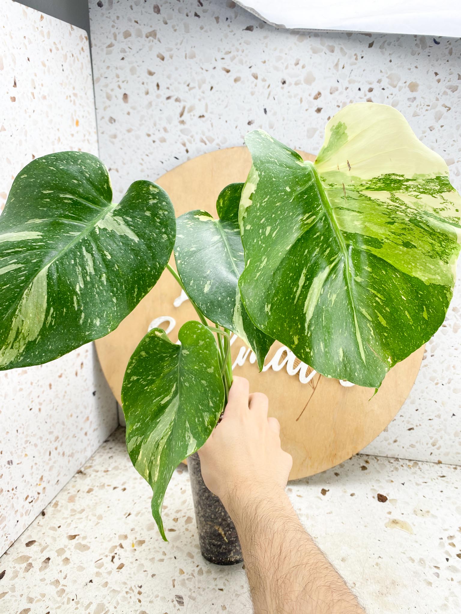 Monstera Thai Constellation 4 leaf top cutting (rooting)