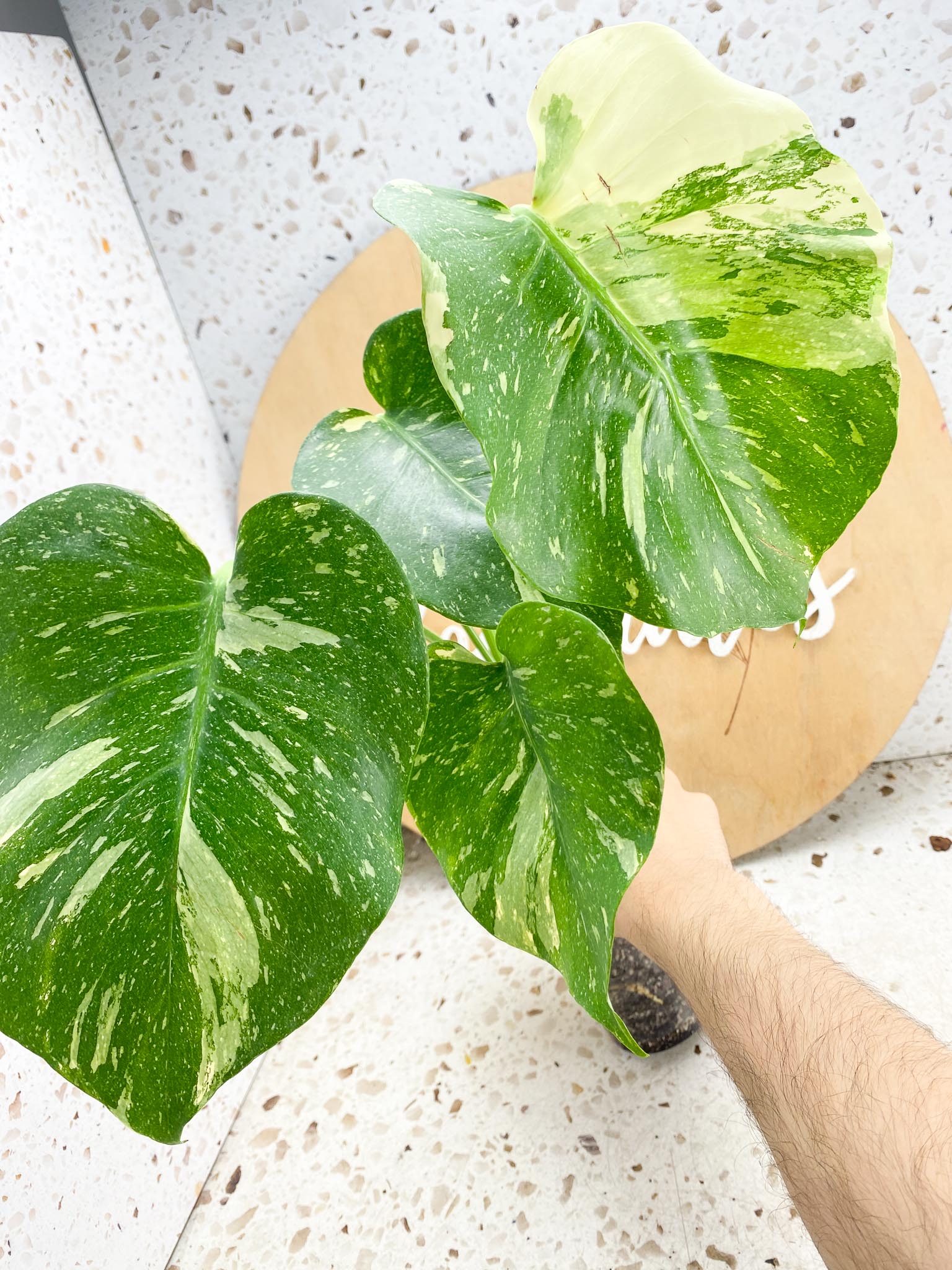 Monstera Thai Constellation 4 leaf top cutting (rooting)