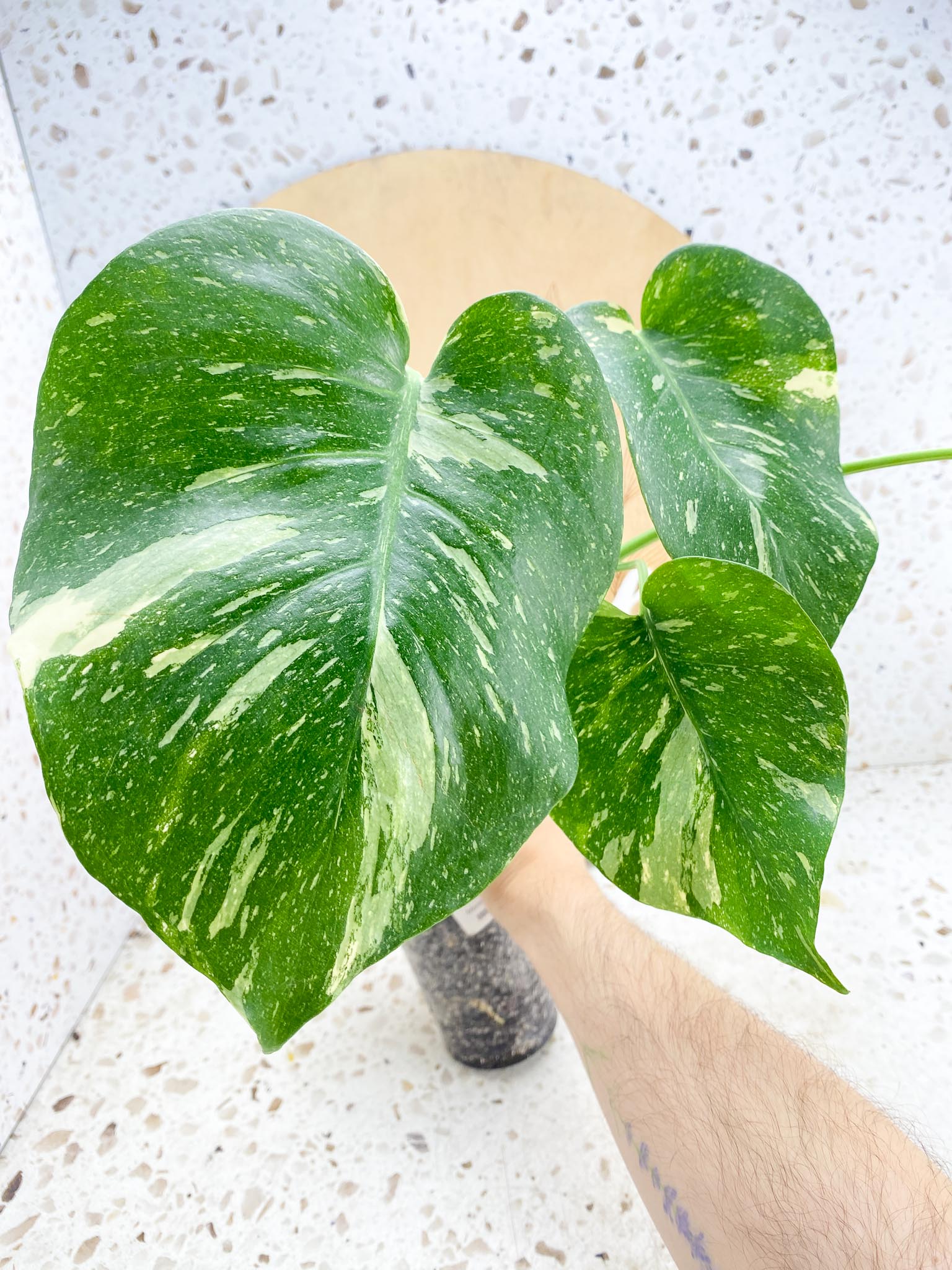 Monstera Thai Constellation 4 leaf top cutting (rooting)