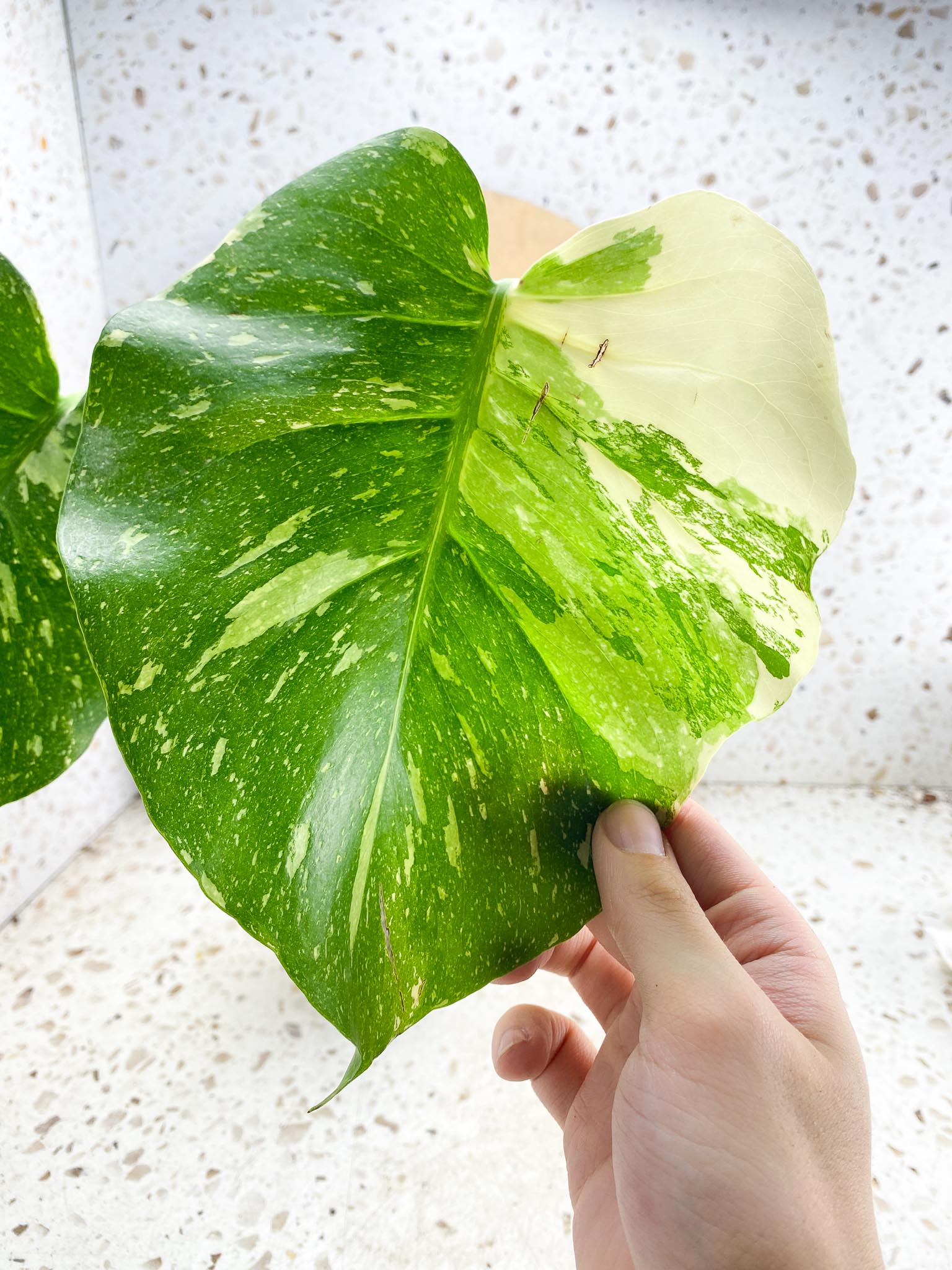 Monstera Thai Constellation 4 leaf top cutting (rooting)