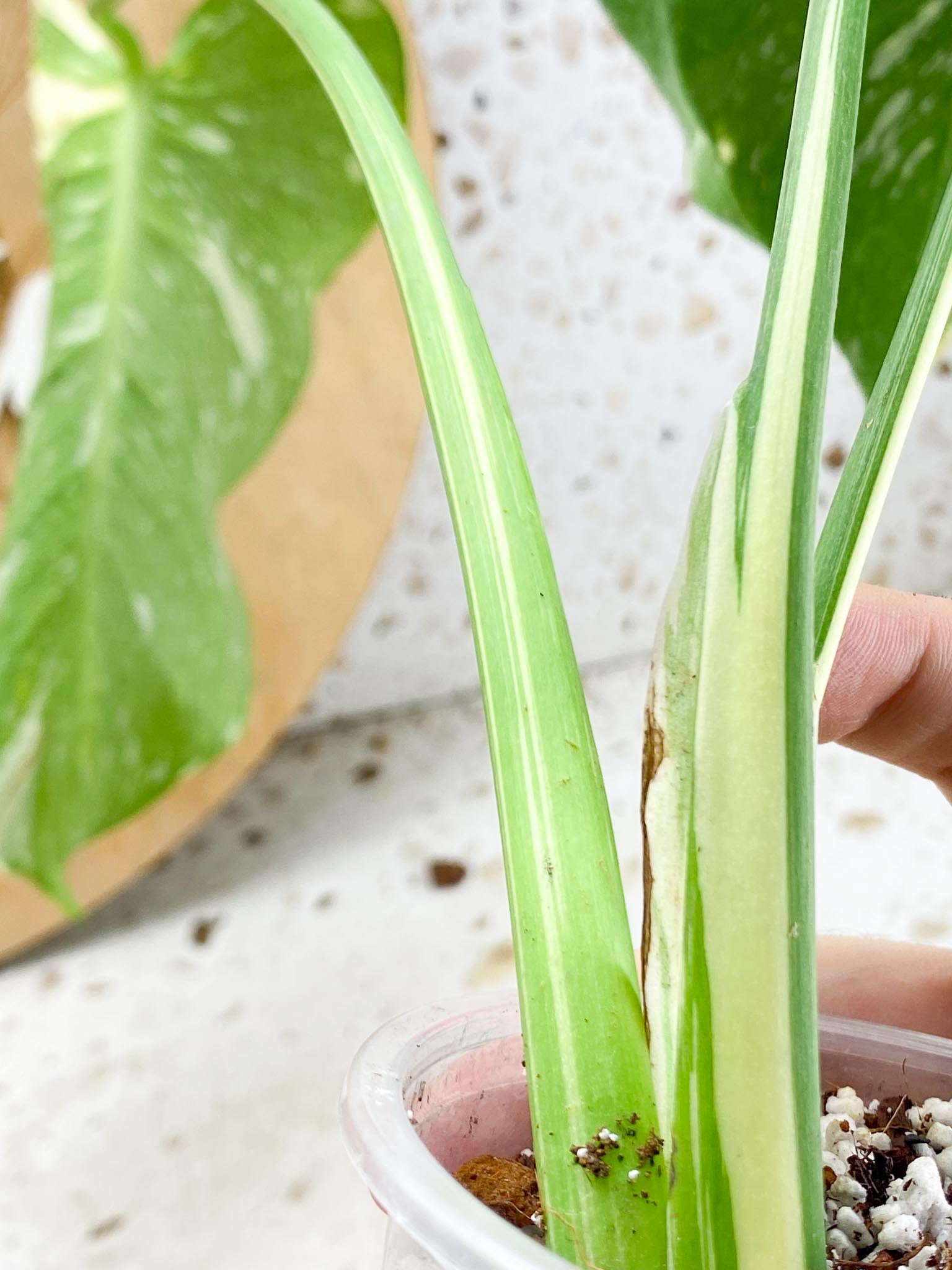 Monstera Thai Constellation 4 leaf top cutting (rooting)