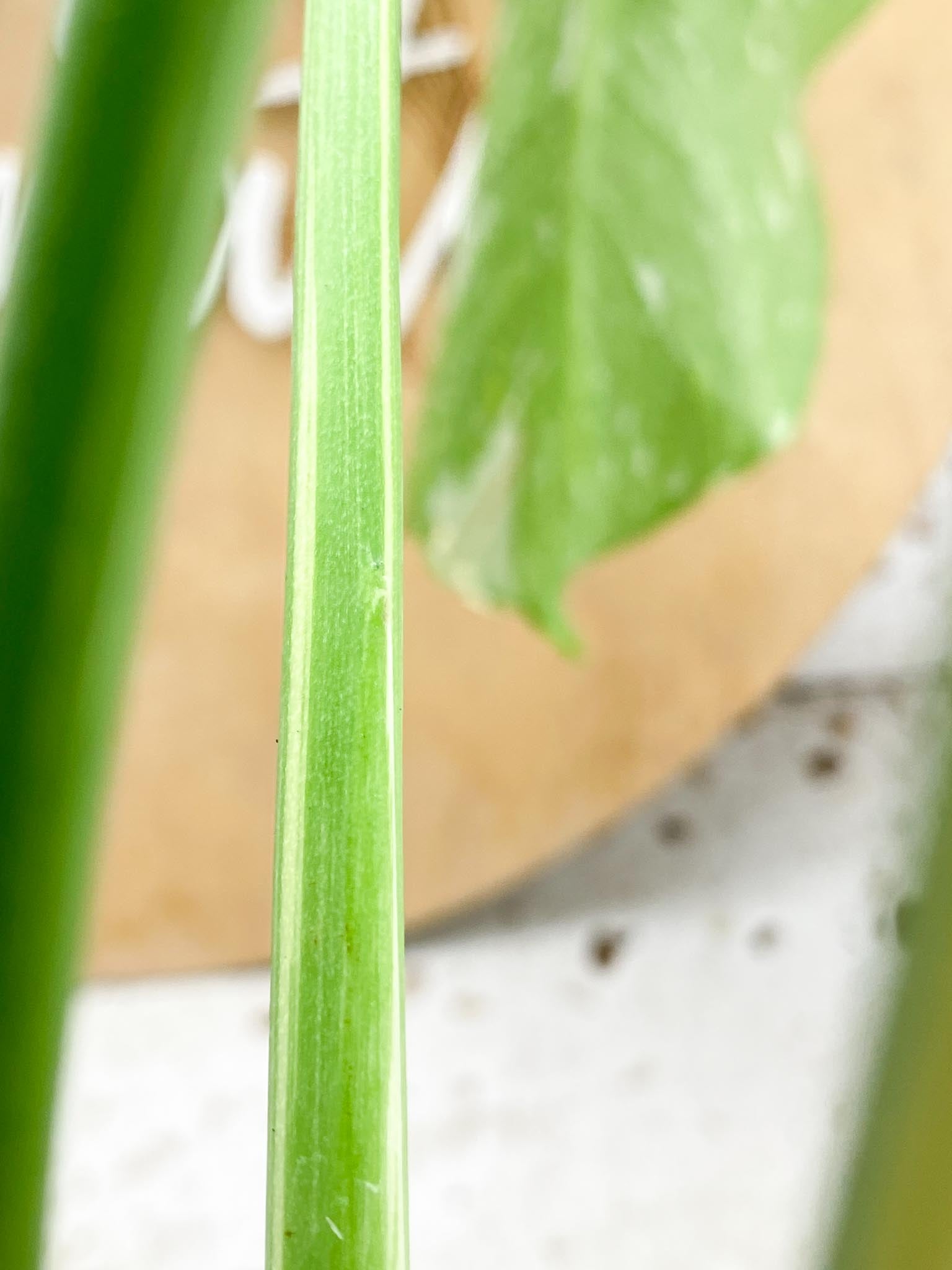 Monstera Thai Constellation 4 leaf top cutting (rooting)