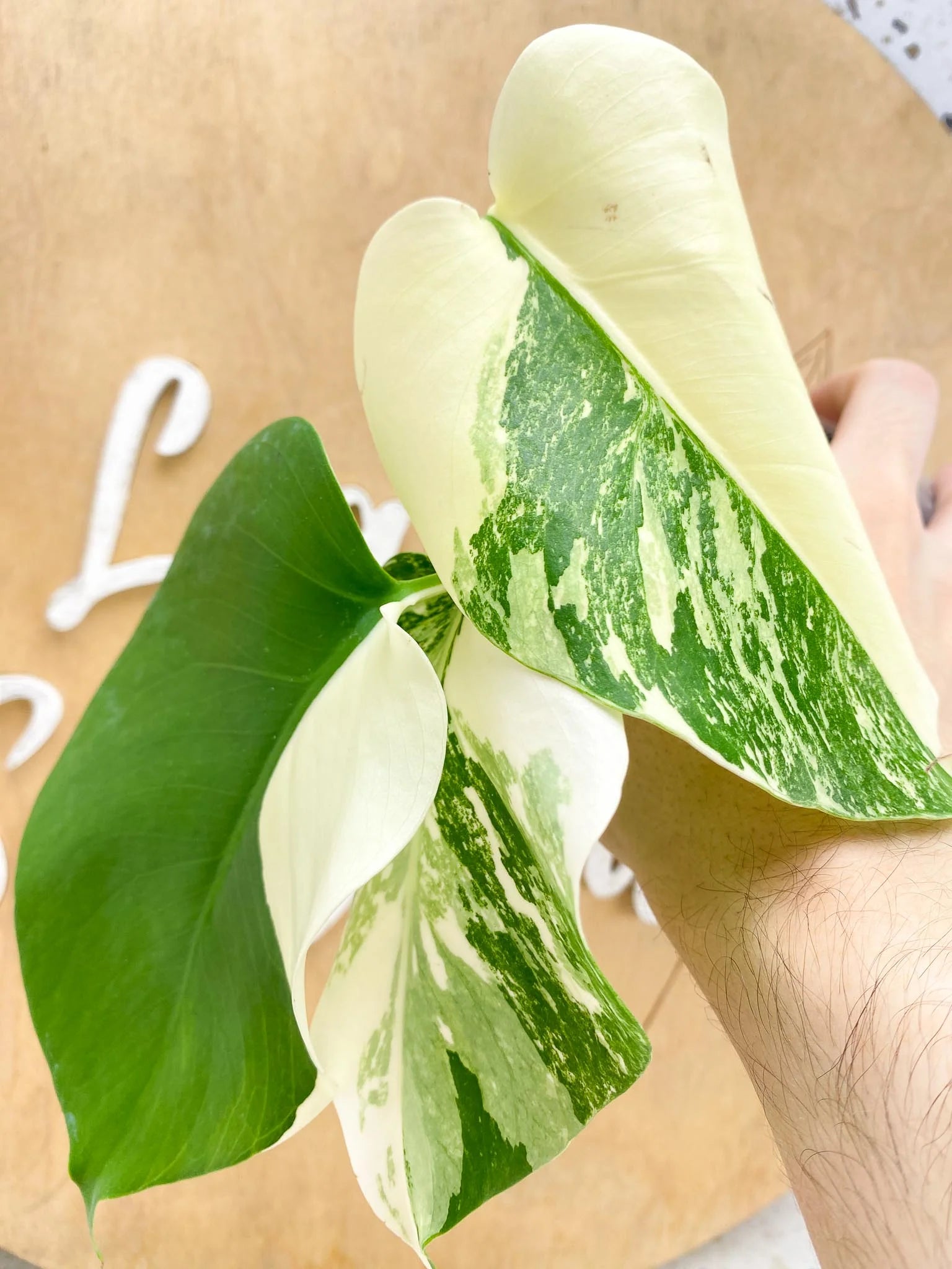 Monstera Albo Japanese White Tiger Variegated 3 Leaves Rooting (Grower Choice)