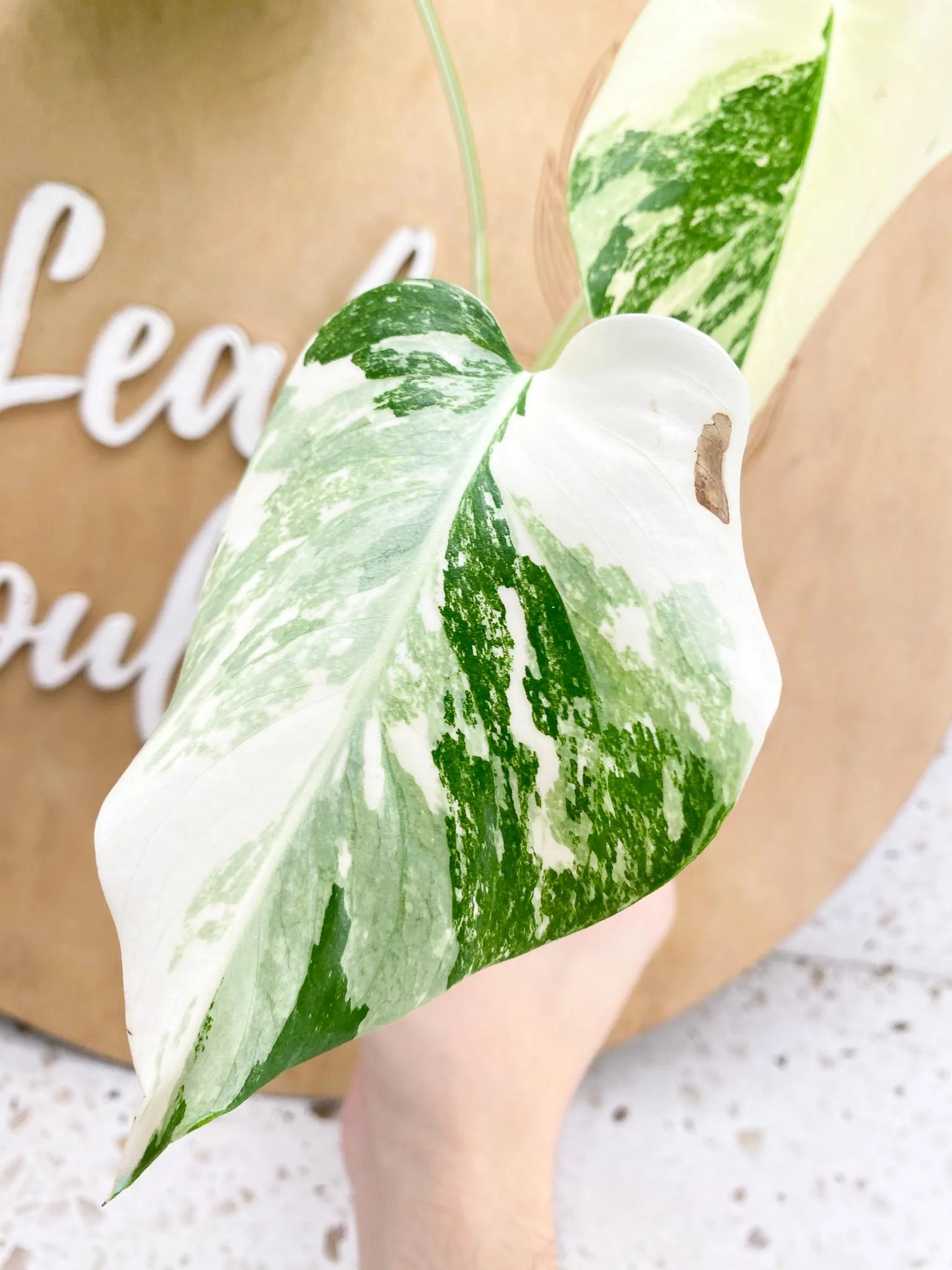 Monstera Albo Japanese White Tiger Variegated 3 Leaves Rooting (Grower Choice)