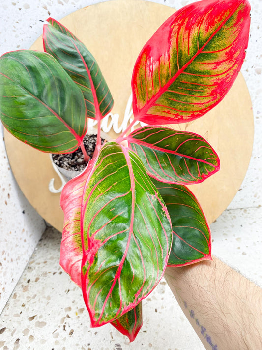 Aglaonema Khanza sunset multiple leaves 4 inch pot (Grower Choice)