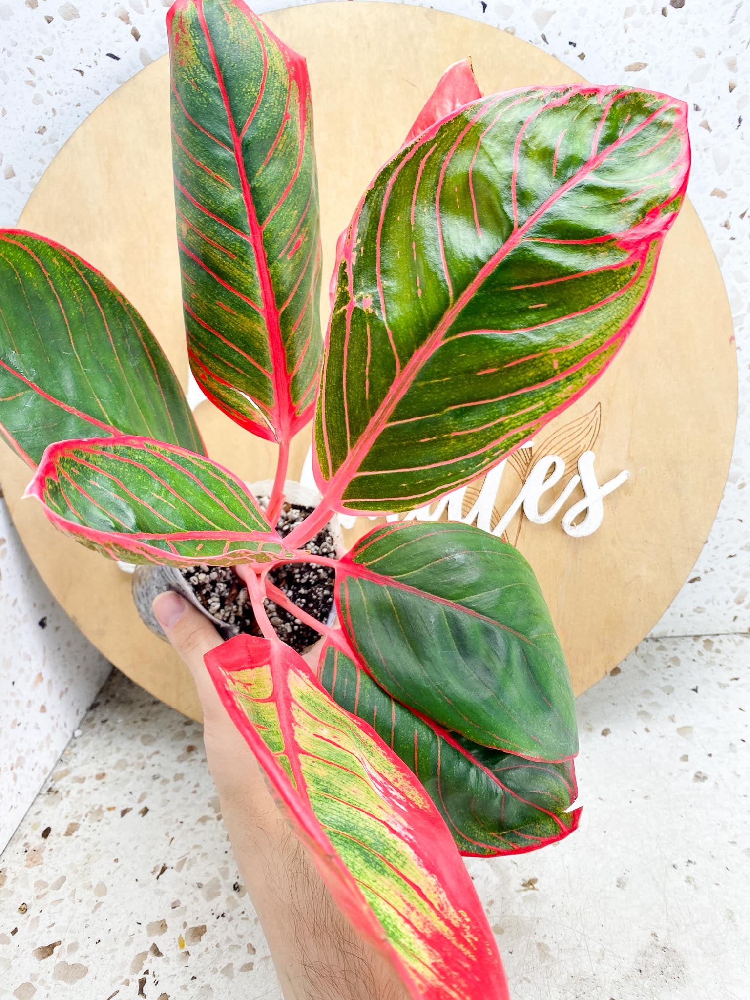 Aglaonema Khanza sunset multiple leaves 4 inch pot (Grower Choice)