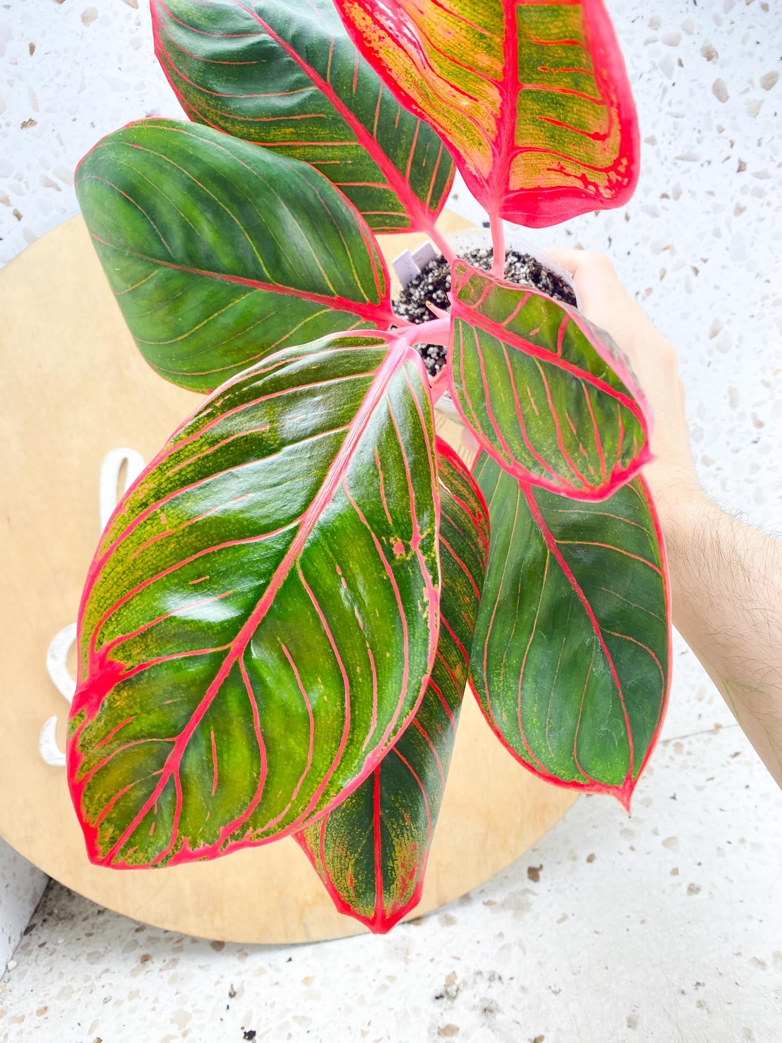 Aglaonema Khanza sunset multiple leaves 4 inch pot (Grower Choice)