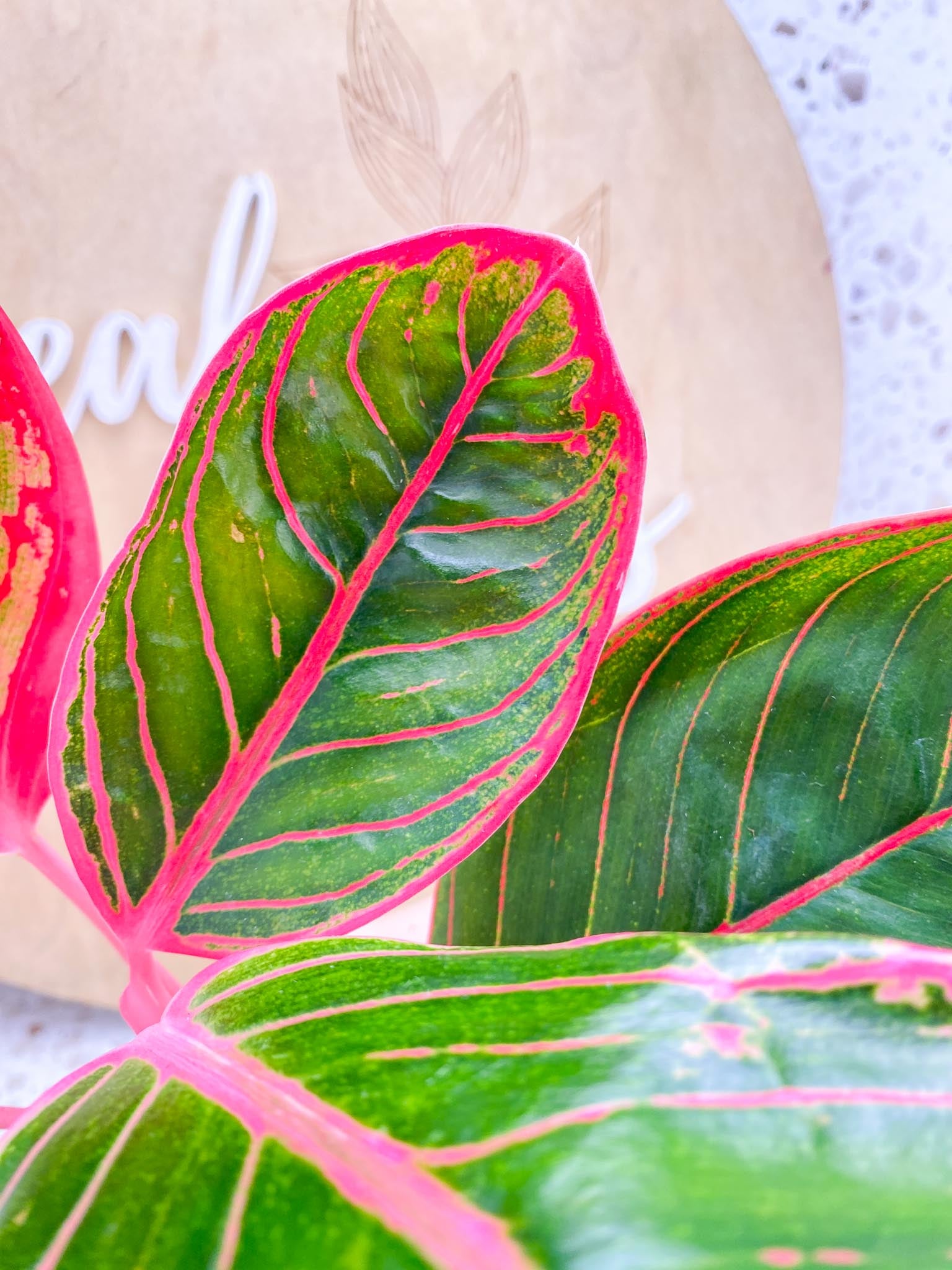 Aglaonema Khanza sunset multiple leaves 4 inch pot (Grower Choice)