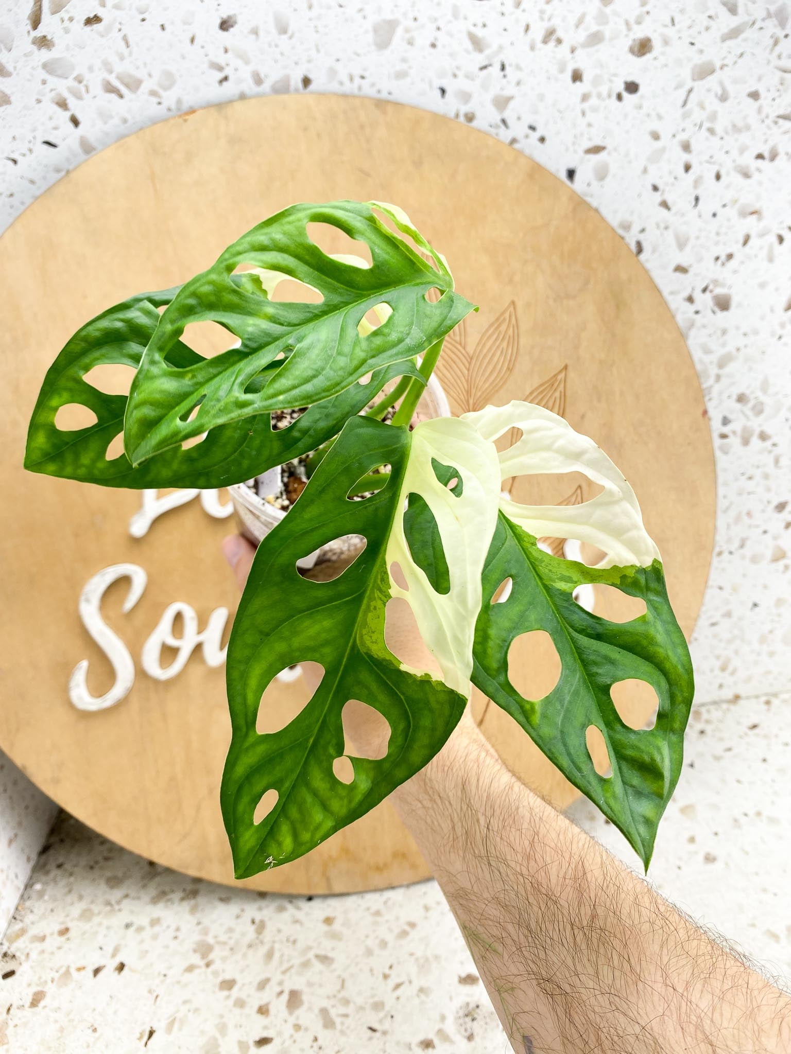 Monstera adansonii albo tricolor variegated  5 leaves Highly Variegated Rooted (Grower Choice)