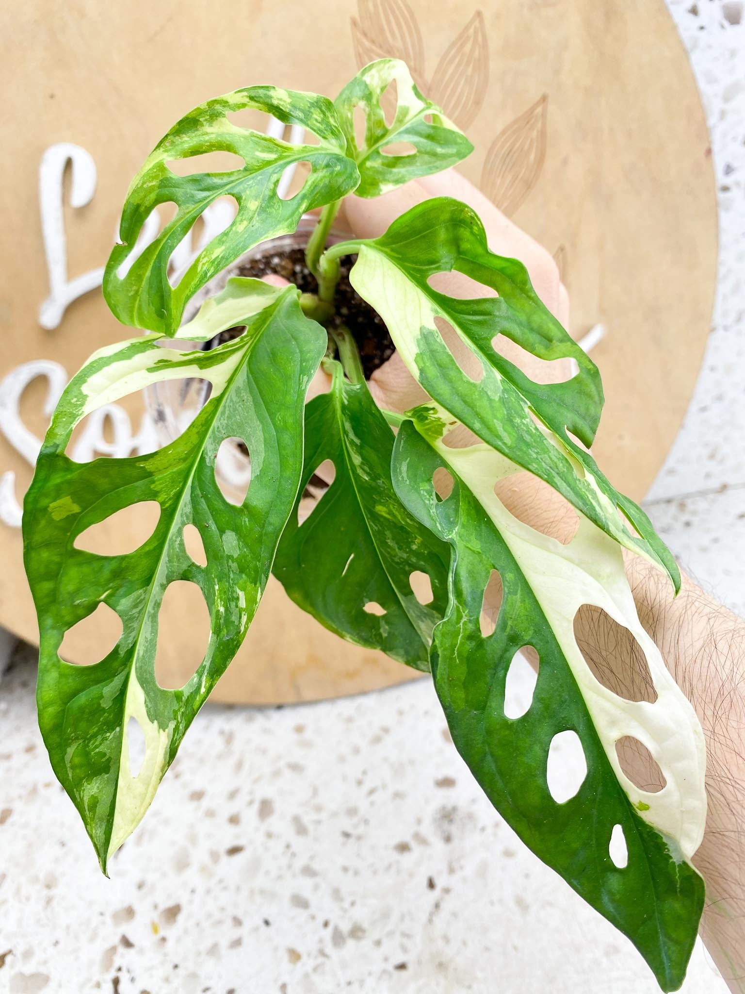 Monstera adansonii albo tricolor variegated  5 leaves Highly Variegated Rooted (Grower Choice)