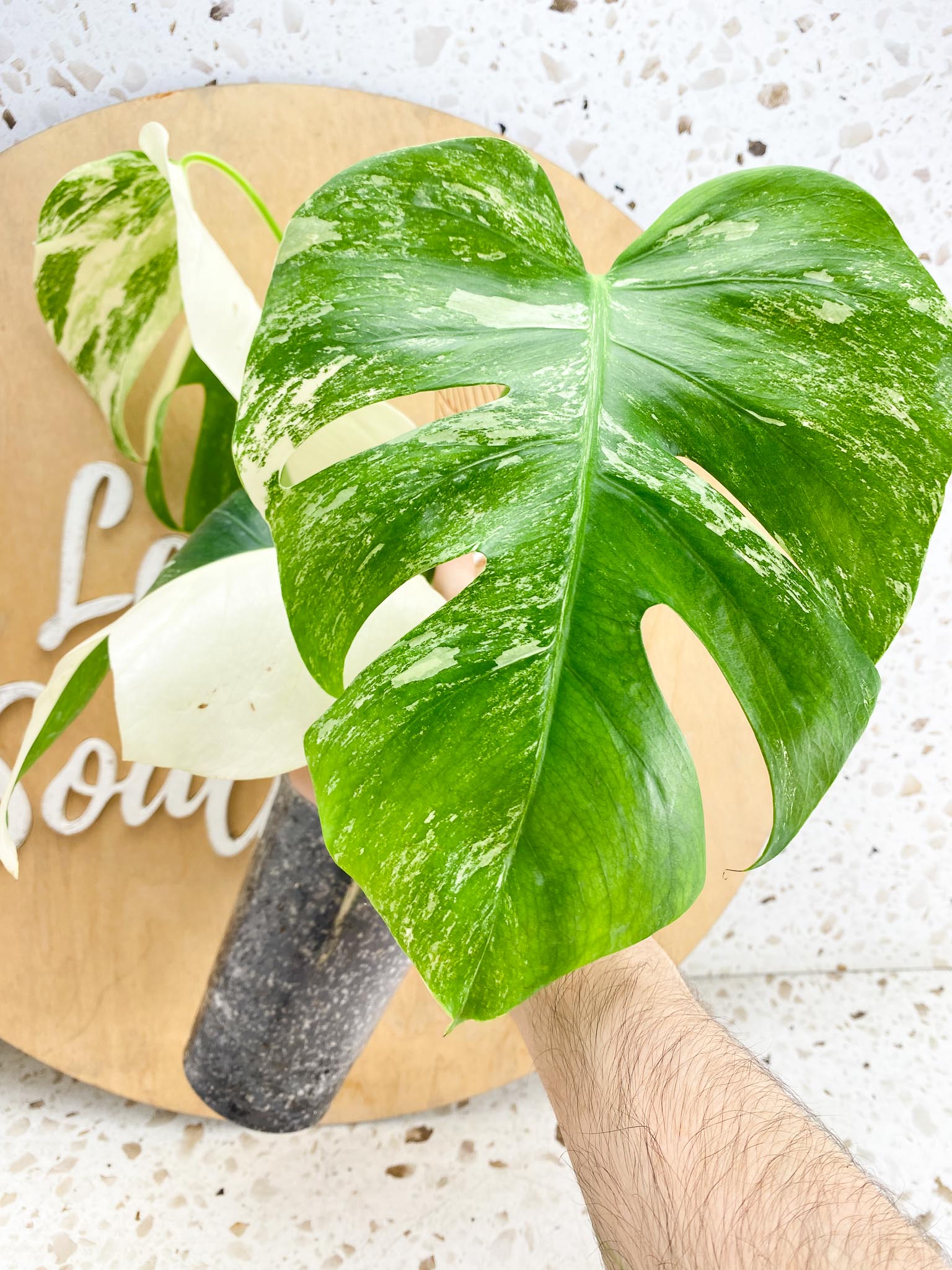 Monstera Albo Japanese White Tiger Variegated 3 Leaves Rooting