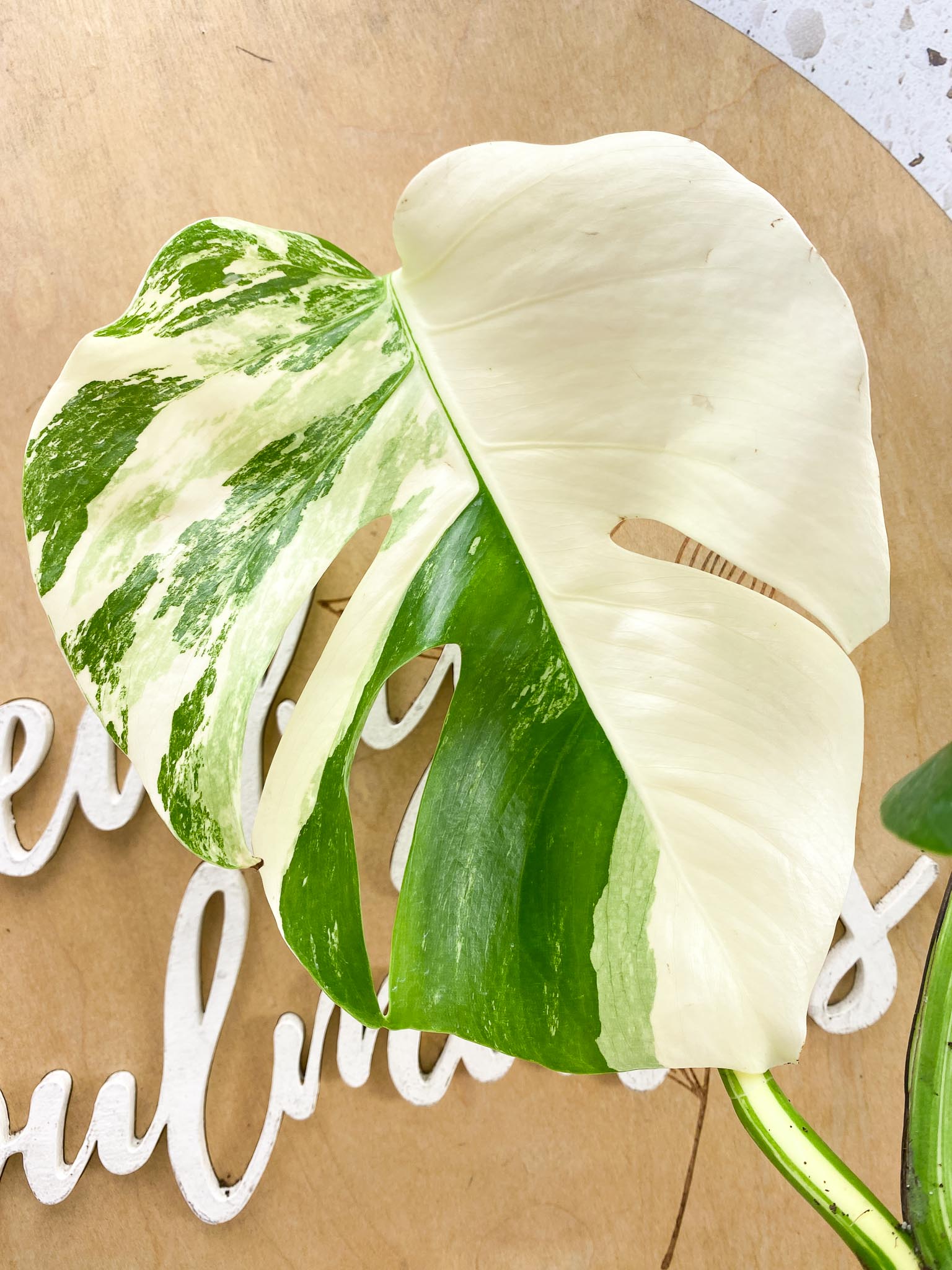 Monstera Albo Japanese White Tiger Variegated 3 Leaves Rooting