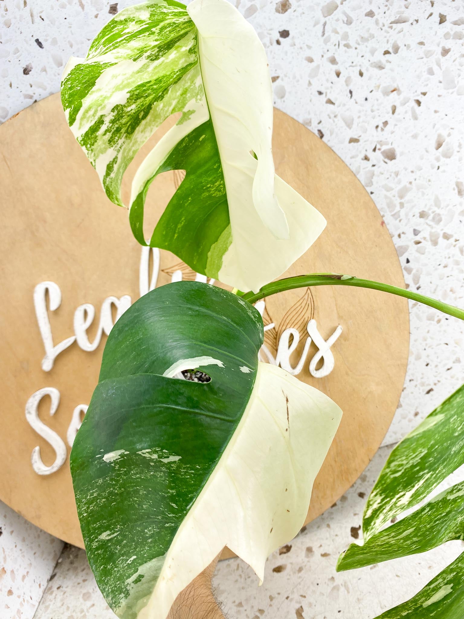 Monstera Albo Japanese White Tiger Variegated 3 Leaves Rooting