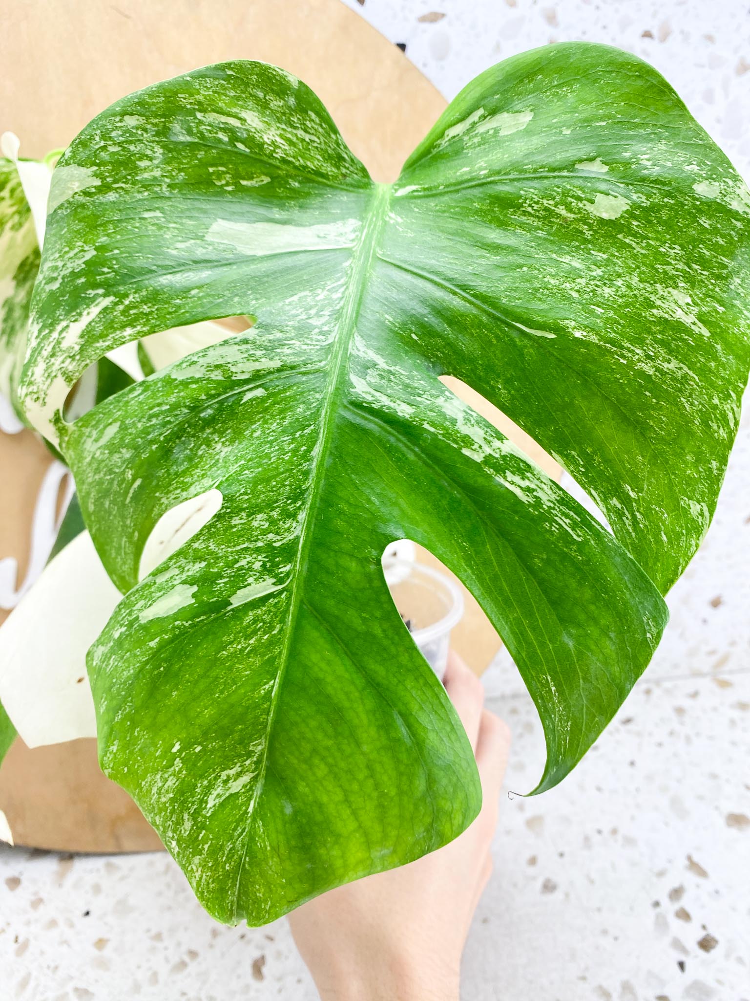 Monstera Albo Japanese White Tiger Variegated 3 Leaves Rooting