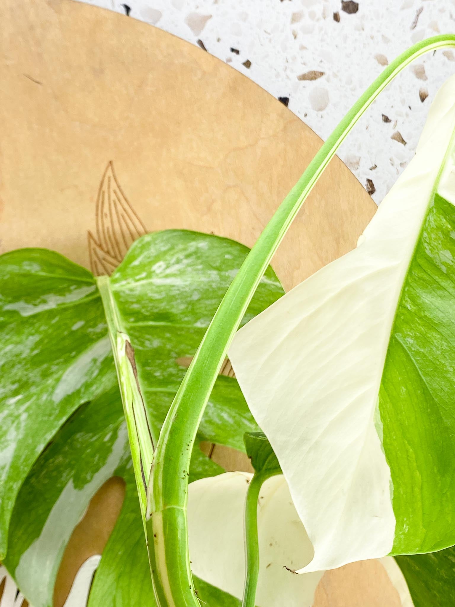 Monstera Albo Japanese White Tiger Variegated 3 Leaves Rooting