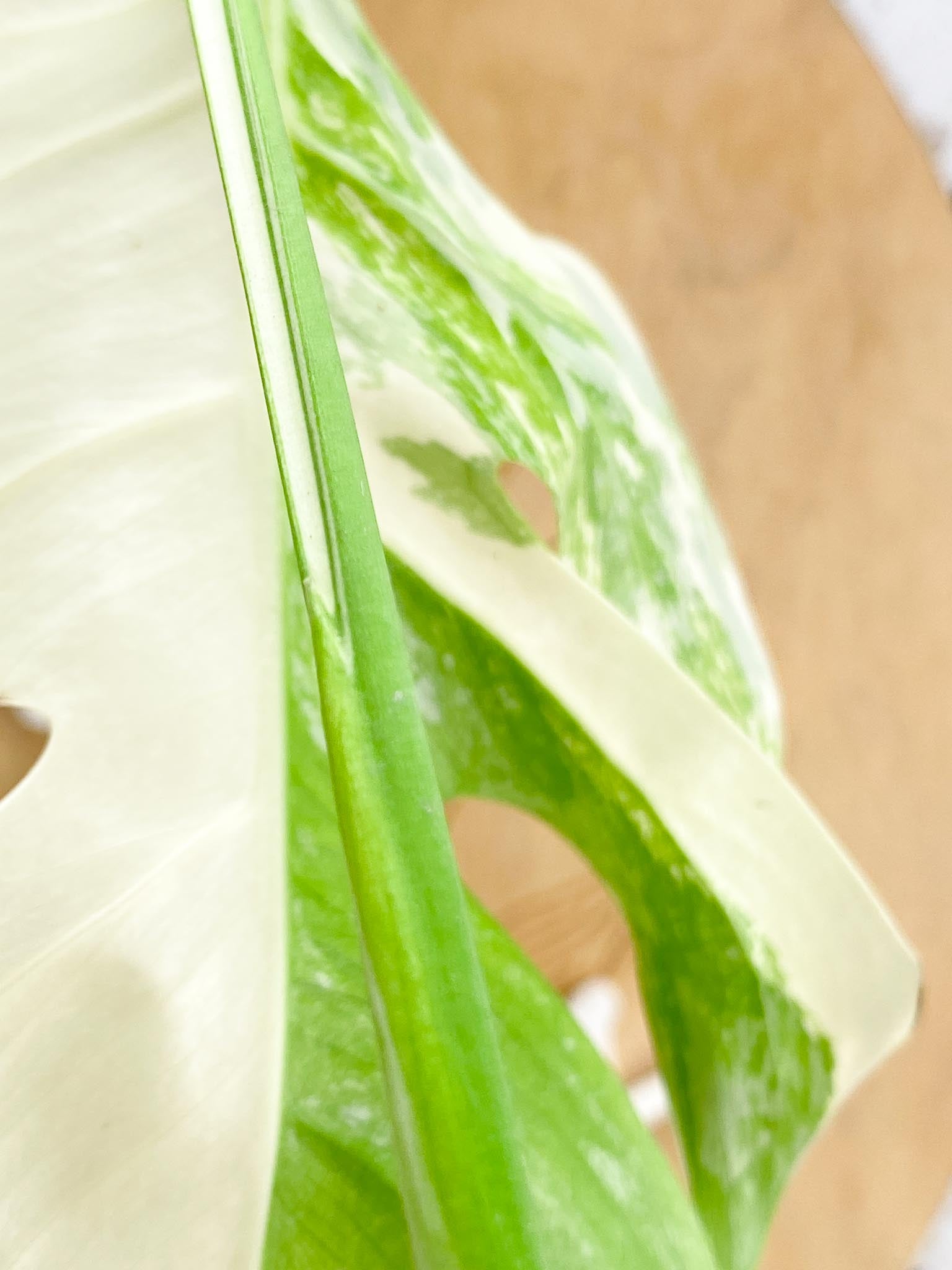 Monstera Albo Japanese White Tiger Variegated 3 Leaves Rooting