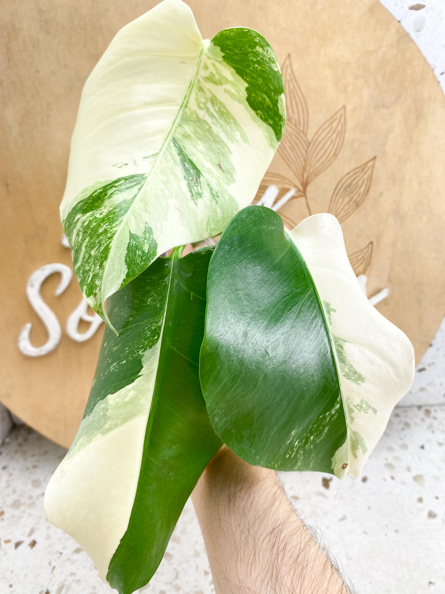 Monstera Albo Japanese White Tiger Variegated 3 Leaves Rooting (Grower Choice)