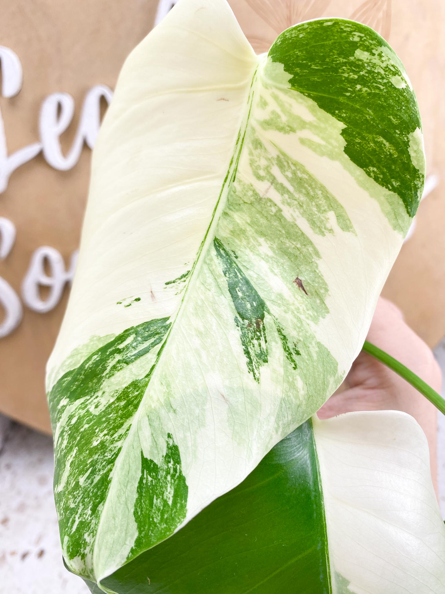 Monstera Albo Japanese White Tiger Variegated 3 Leaves Rooting (Grower Choice)