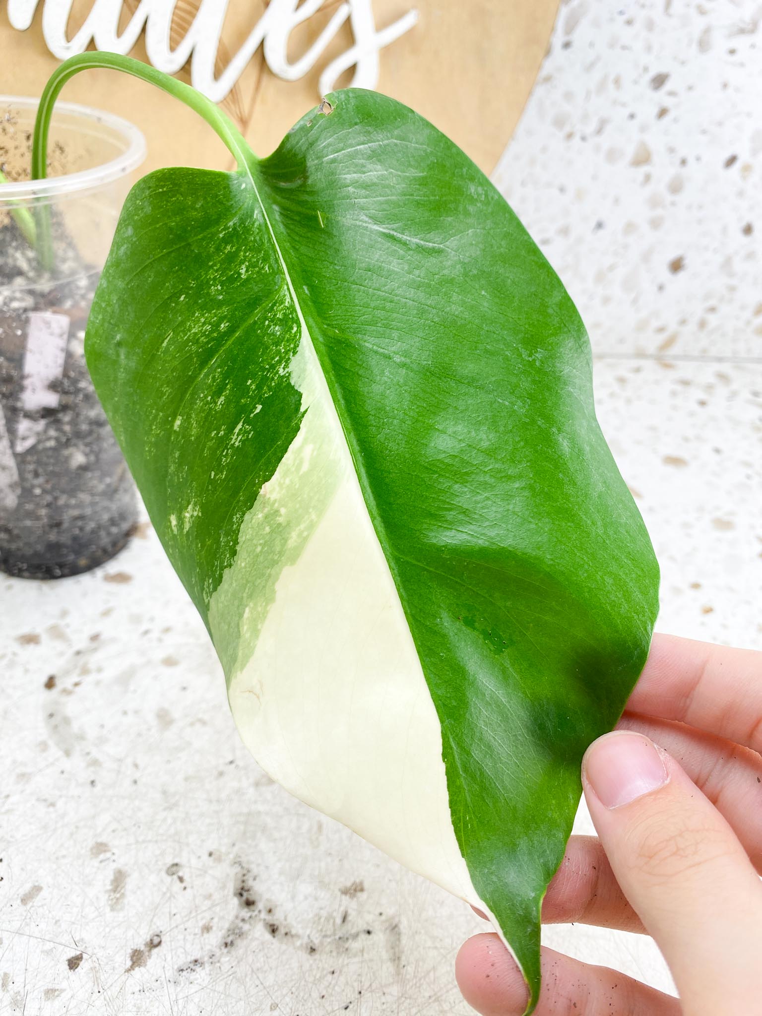 Monstera Albo Japanese White Tiger Variegated 3 Leaves Rooting (Grower Choice)