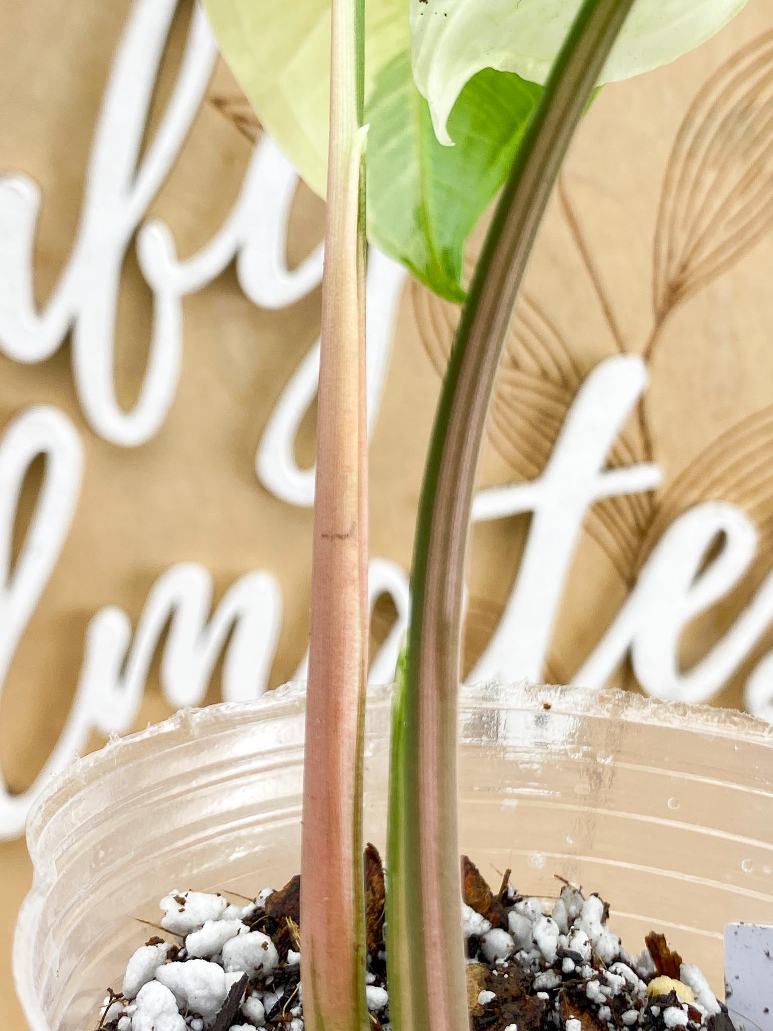 Syngonium Batik Albo Variegated 2 Leaves Slightly Rooted