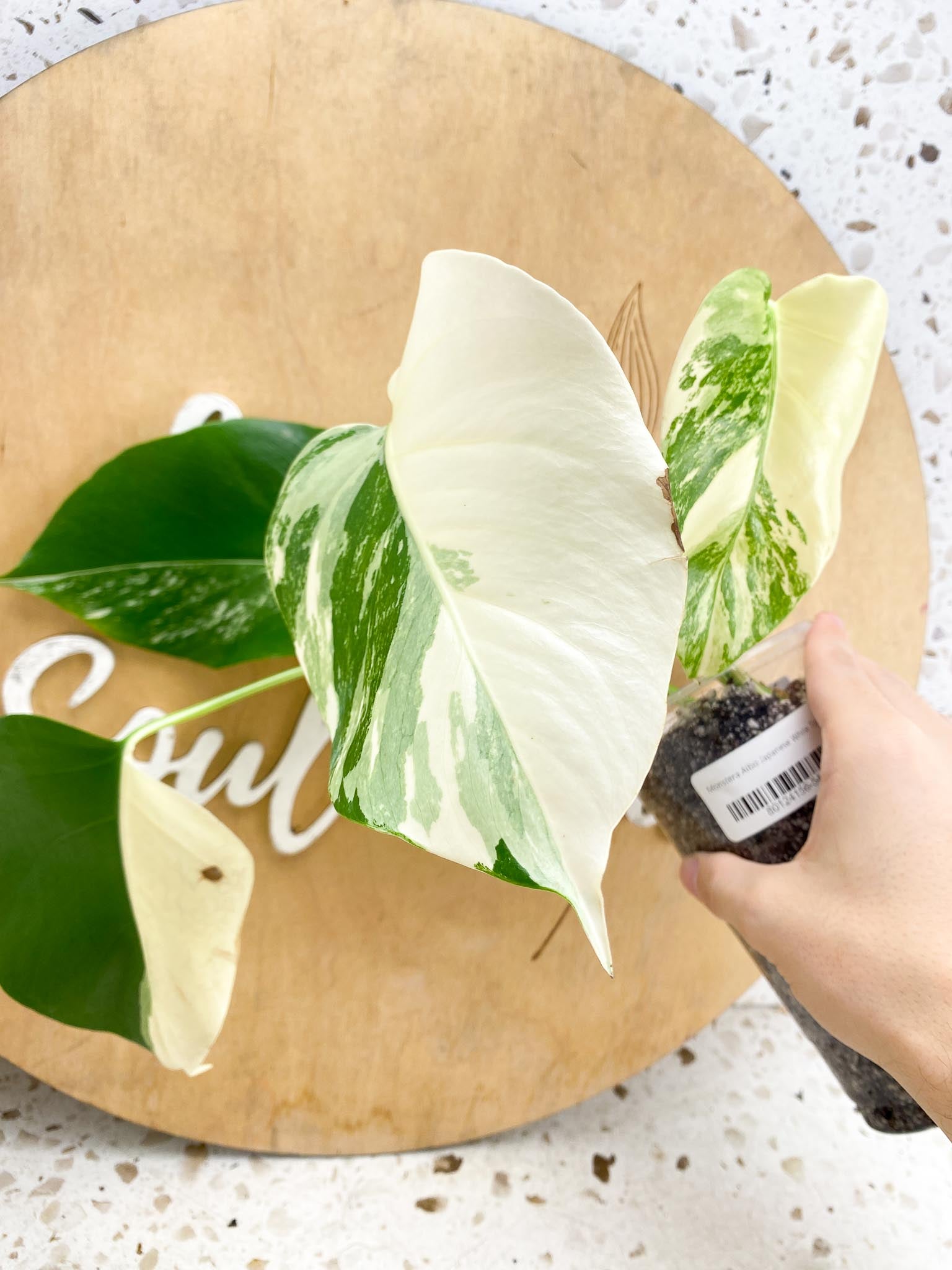 Monstera Albo Japanese White Tiger Highly Variegated 4 Leaves Slightly Rooted