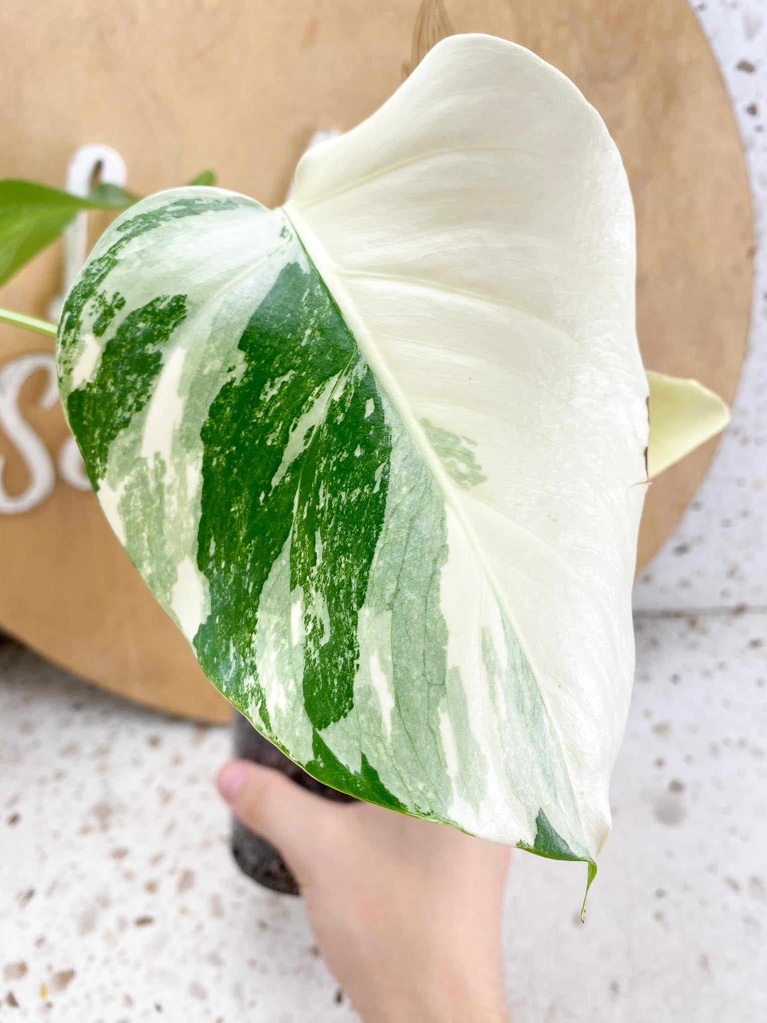 Monstera Albo Japanese White Tiger Highly Variegated 4 Leaves Slightly Rooted