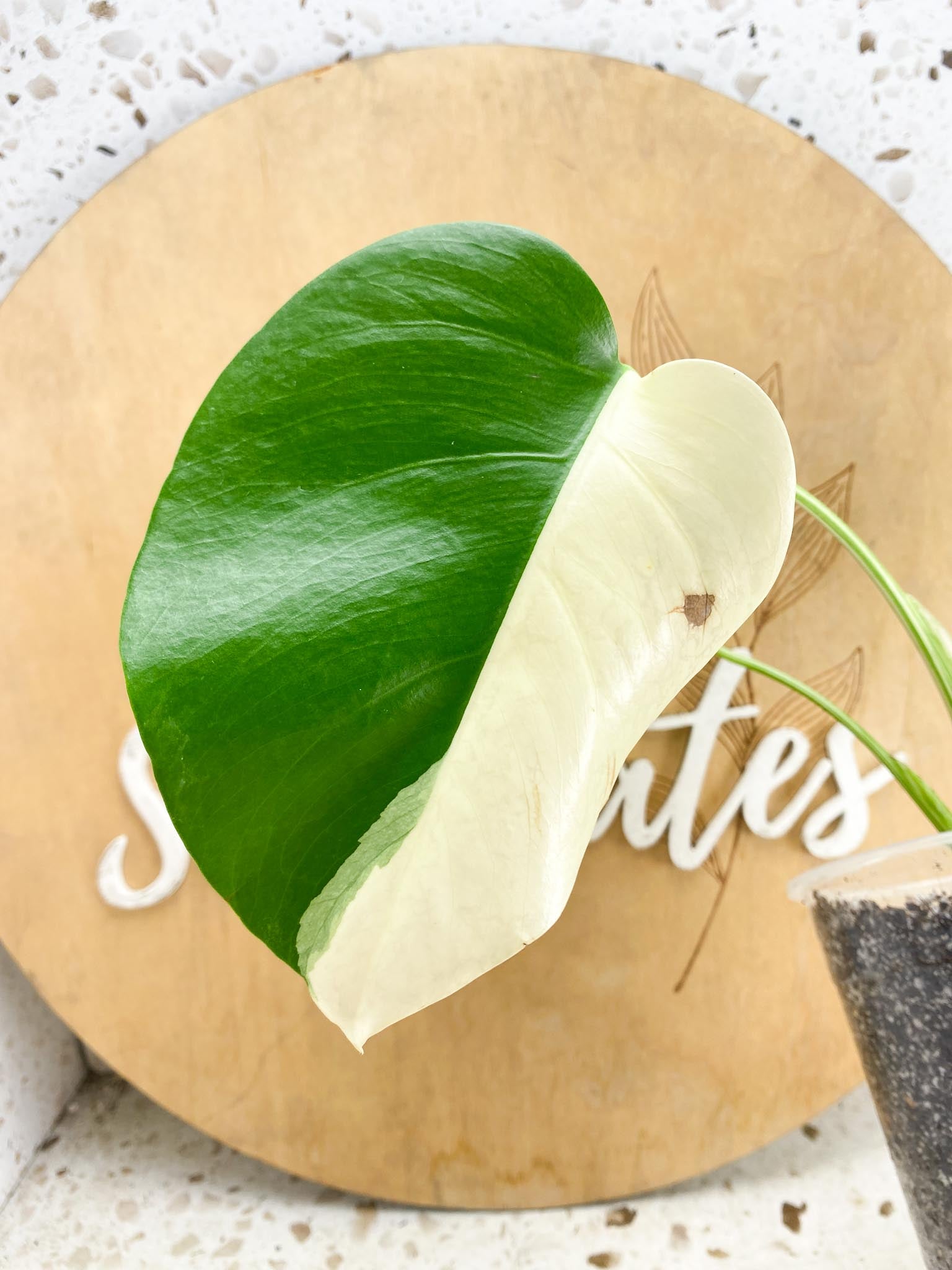 Monstera Albo Japanese White Tiger Highly Variegated 4 Leaves Slightly Rooted