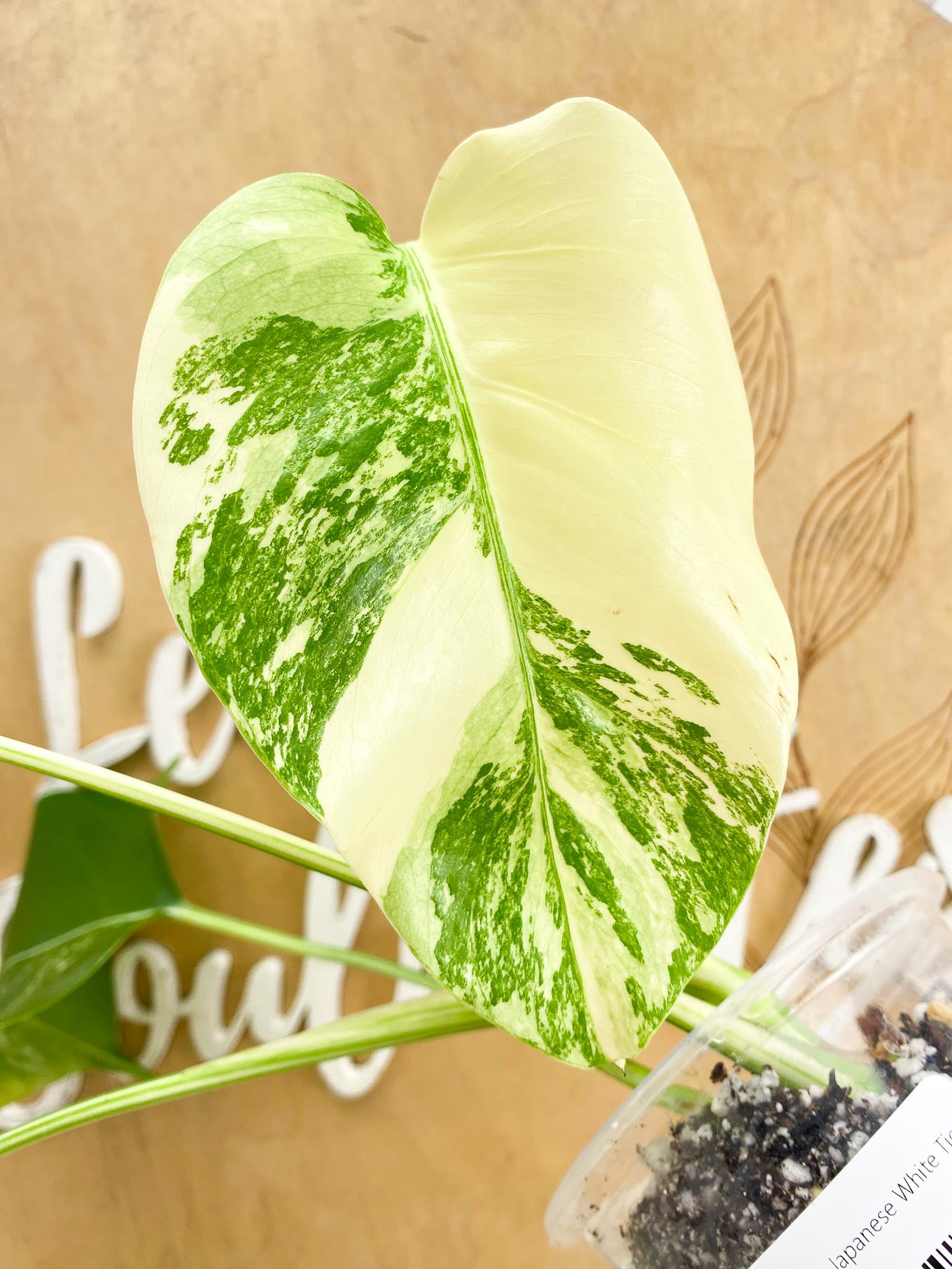 Monstera Albo Japanese White Tiger Highly Variegated 4 Leaves Slightly Rooted