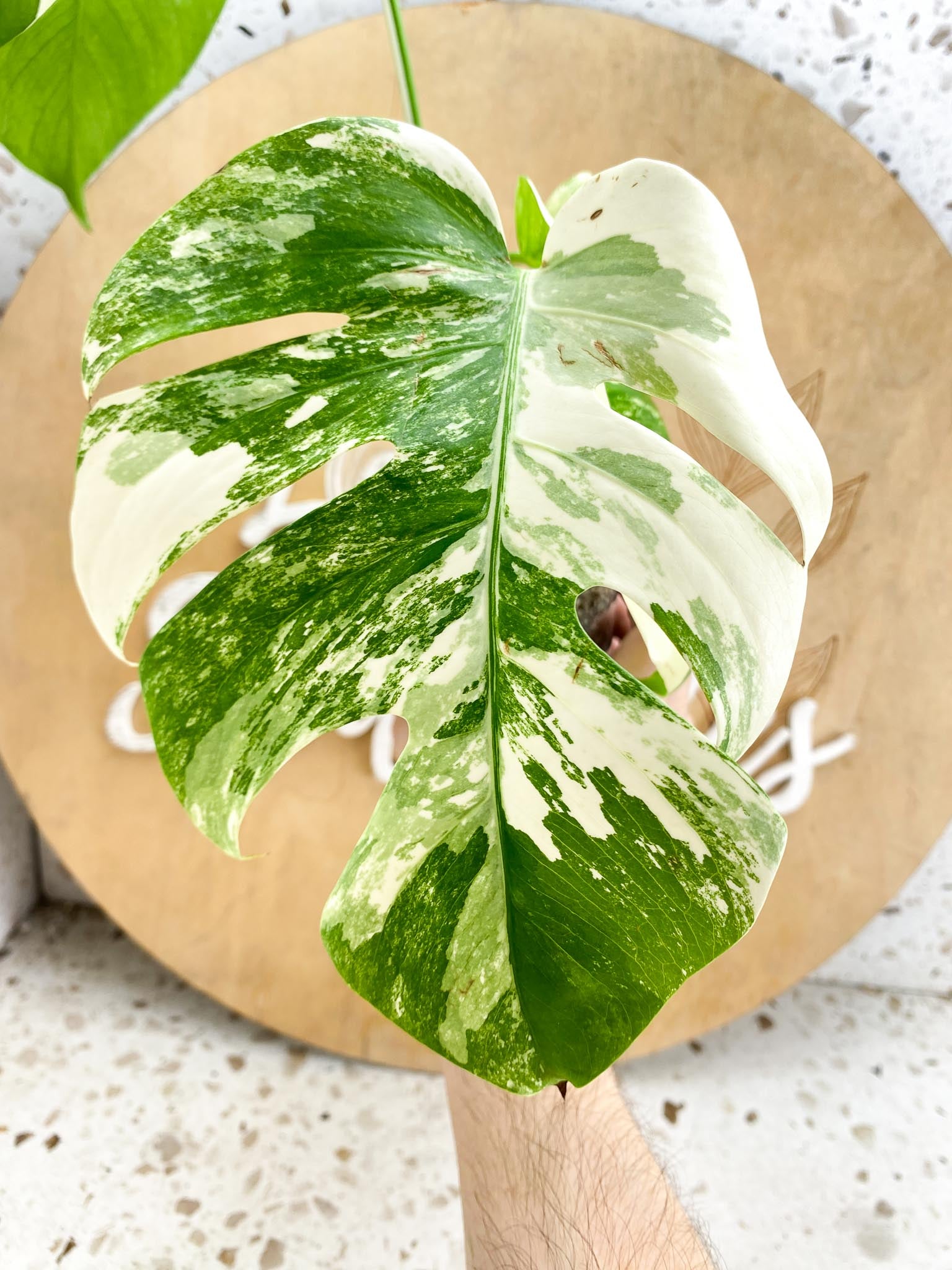 Monstera Albo Japanese White Tiger Highly Variegated 3Leaves Top Cutting Slightly Rooted