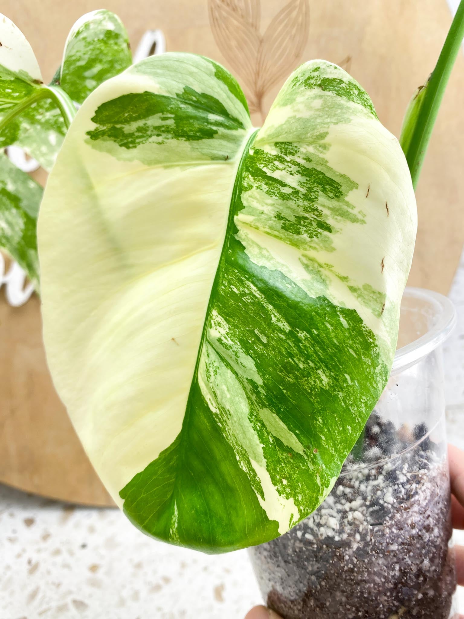 Monstera Albo Japanese White Tiger Highly Variegated 3Leaves Top Cutting Slightly Rooted