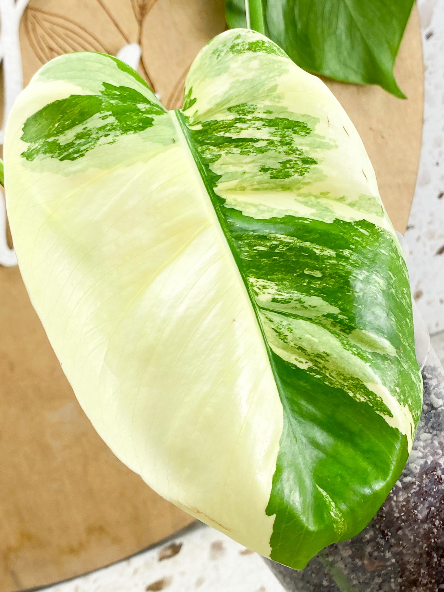 Monstera Albo Japanese White Tiger Highly Variegated 3Leaves Top Cutting Slightly Rooted