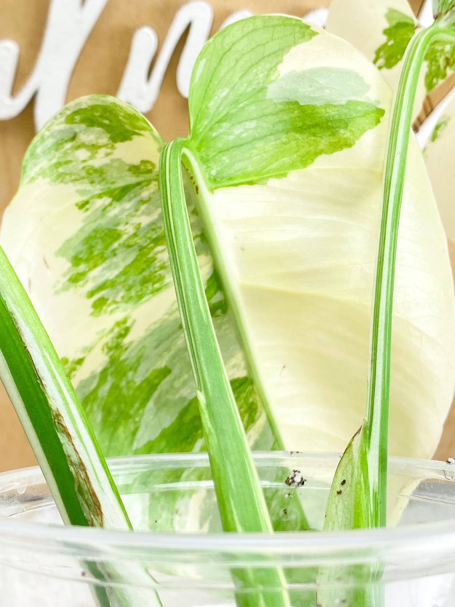 Monstera Albo Japanese White Tiger Highly Variegated 3Leaves Top Cutting Slightly Rooted