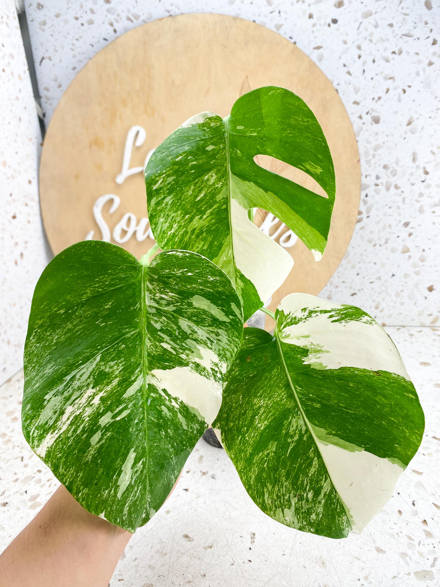 Monstera Albo Japanese White Monster 3 Leaves