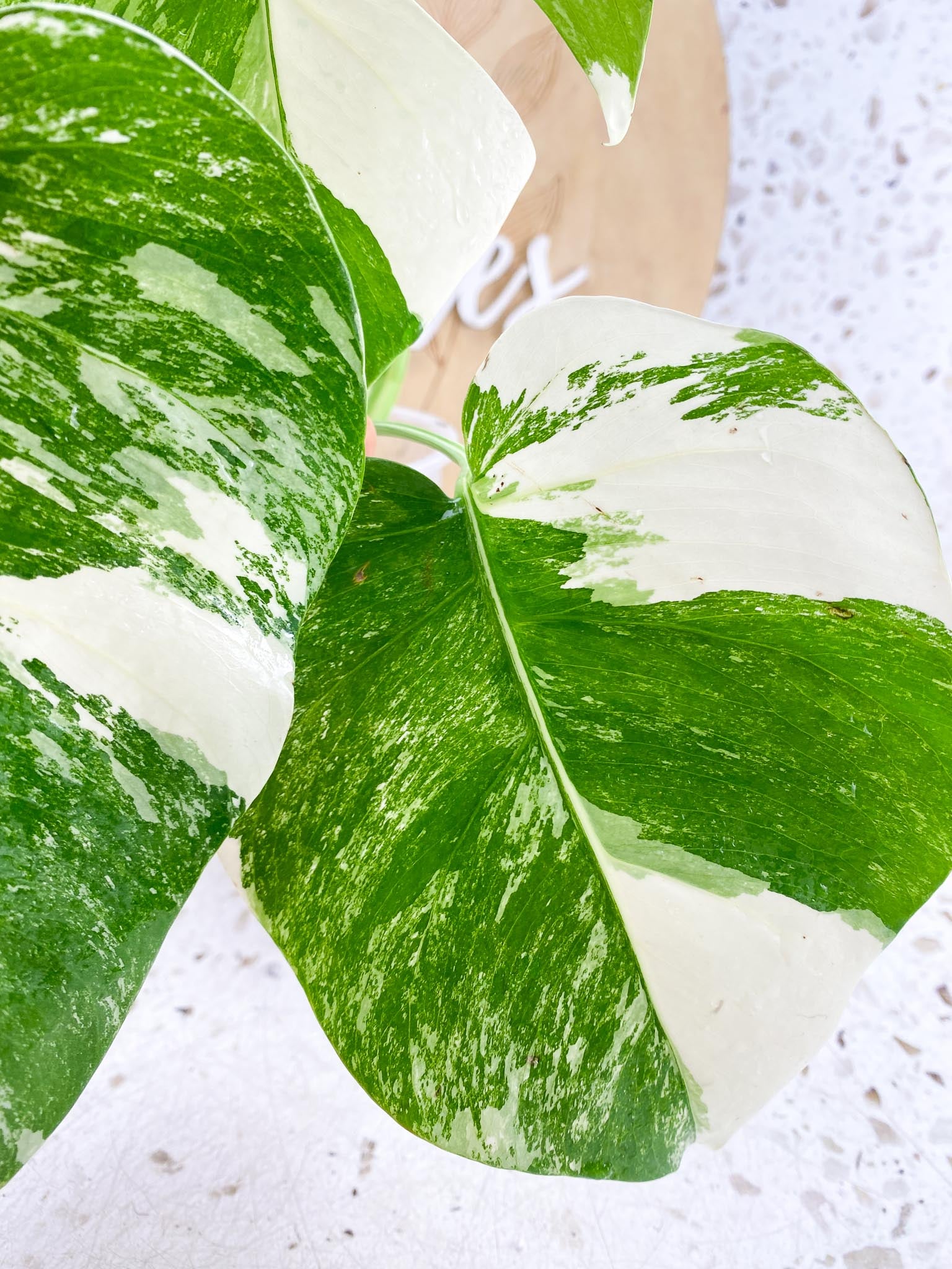 Monstera Albo Japanese White Monster 3 Leaves