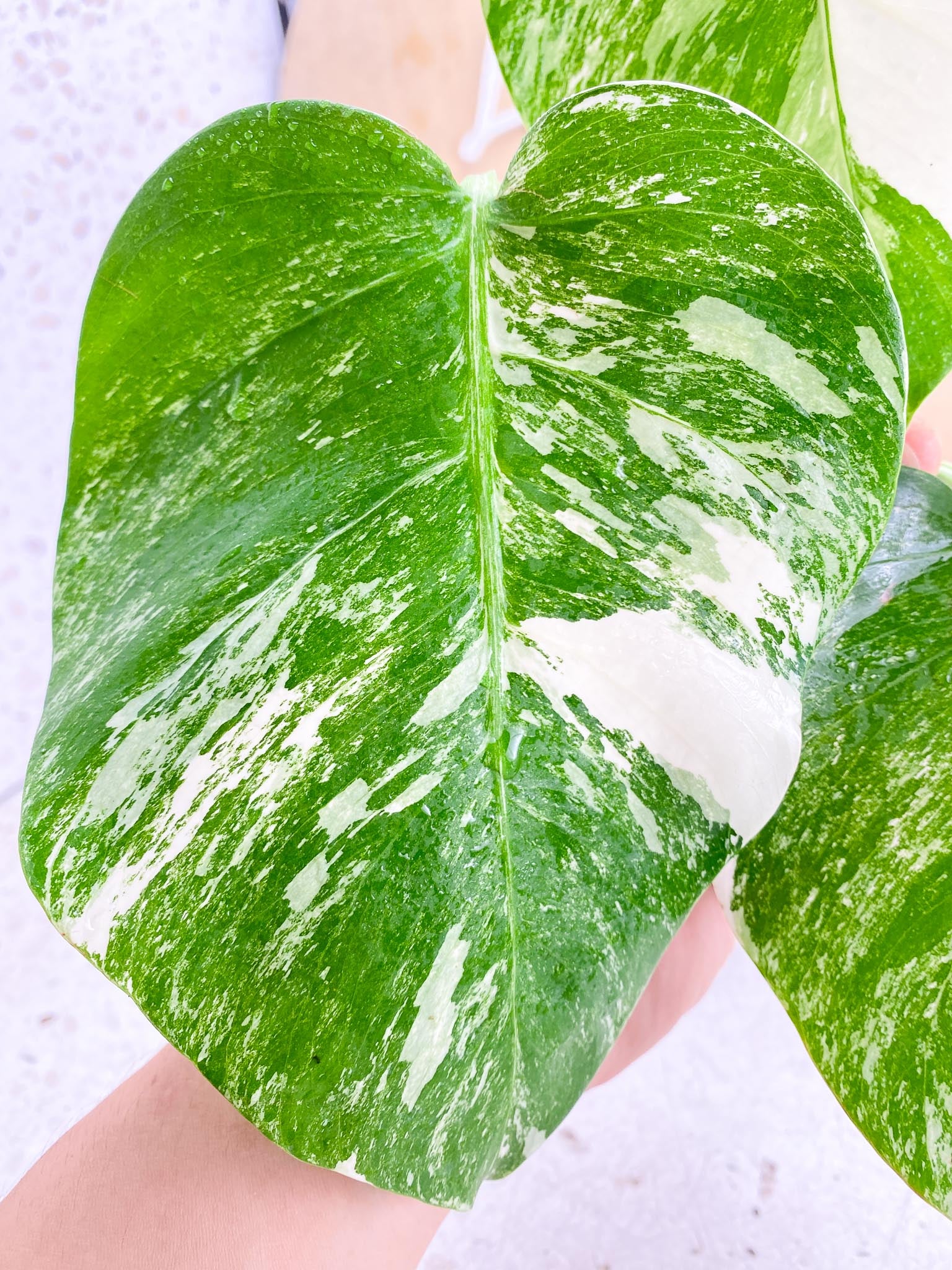 Monstera Albo Japanese White Monster 3 Leaves