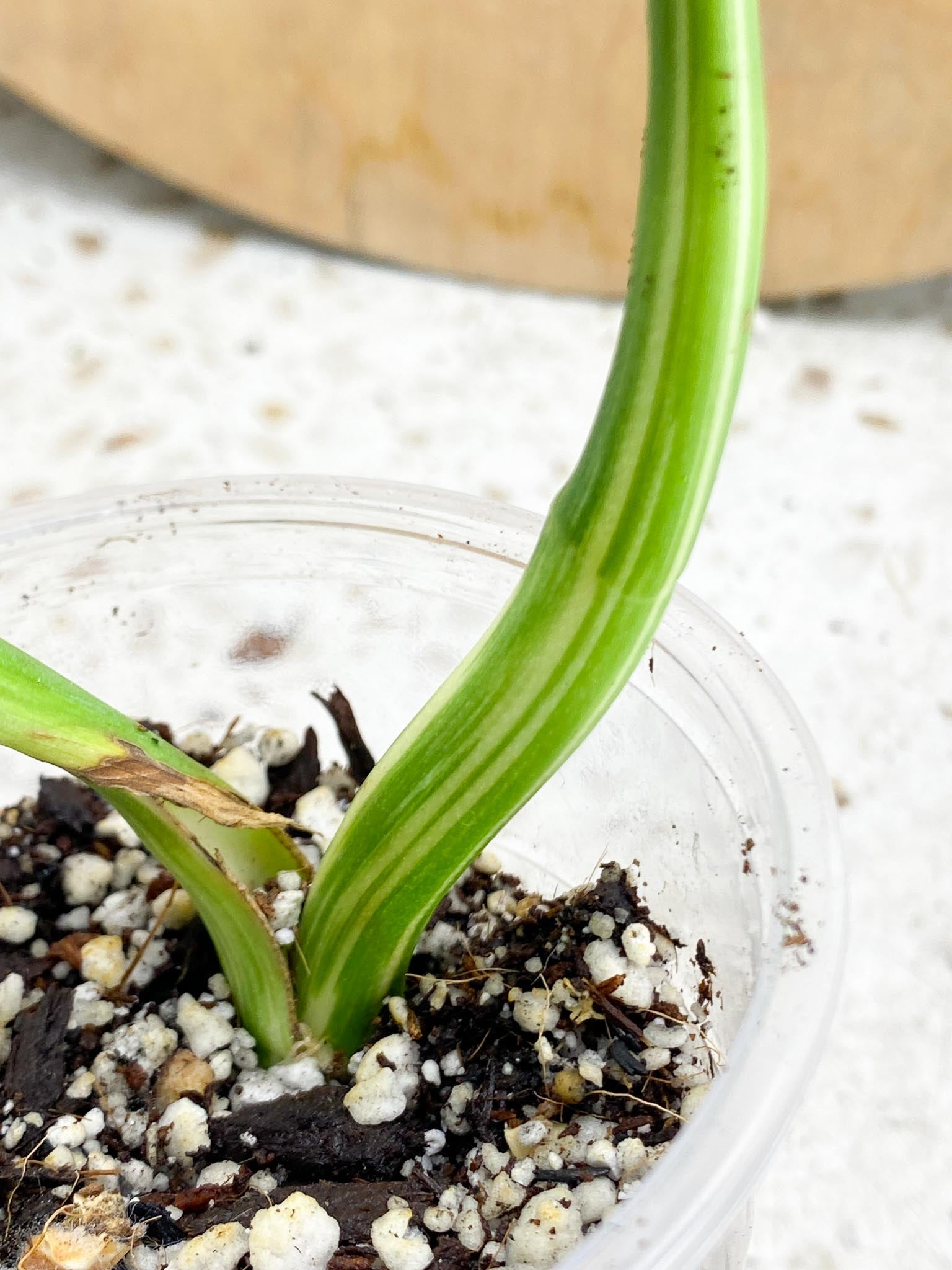 Monstera Albo Japanese White Monster 3 Leaves